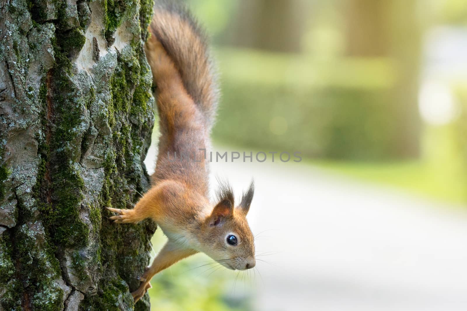 red squirrel on a branch in summer, Sciurus, park