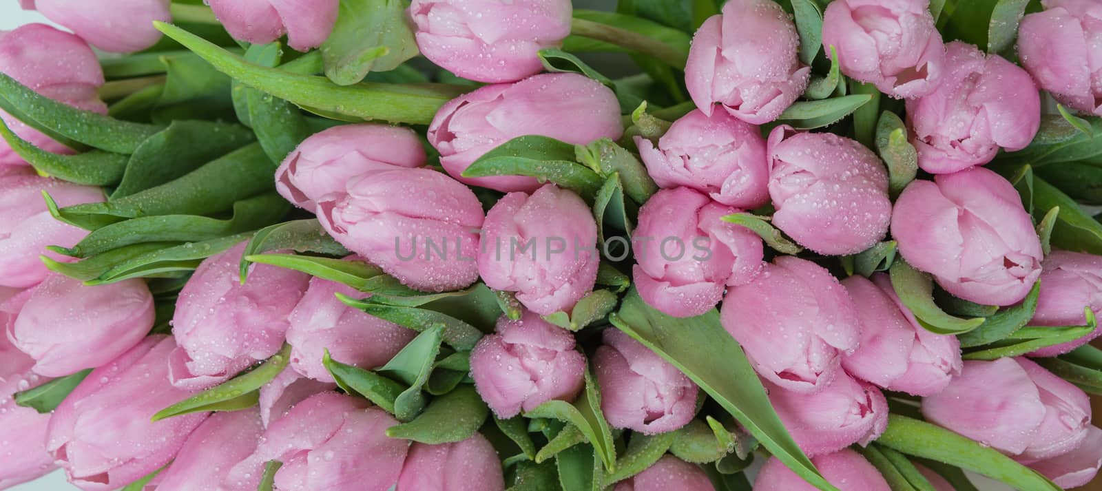 Bouquet of fresh pink tulips flowers covered with dew drops close-up