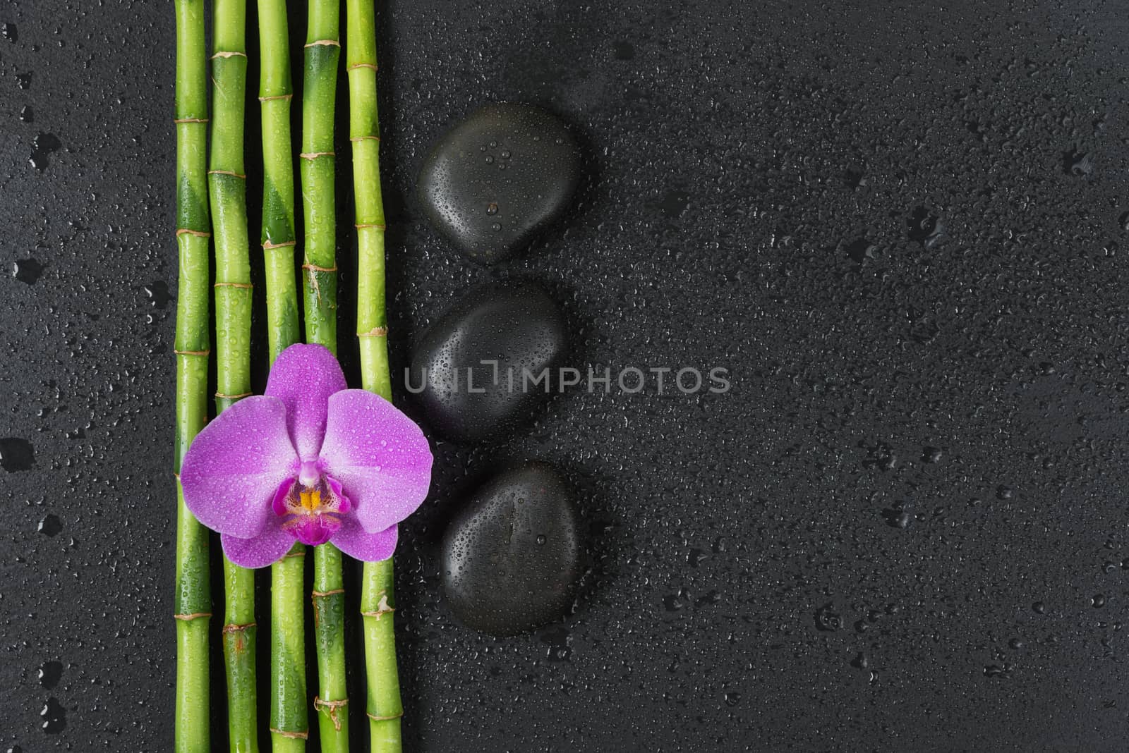 Spa concept with black basalt massage stones, pink orchid flower and a few stems of Lucky bamboo covered with water drops on a black background; with space for text