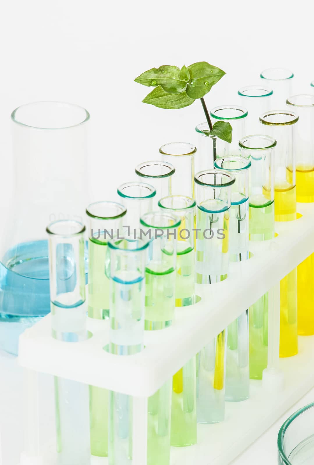 Sprout with green leaves in vitro and laboratory glassware