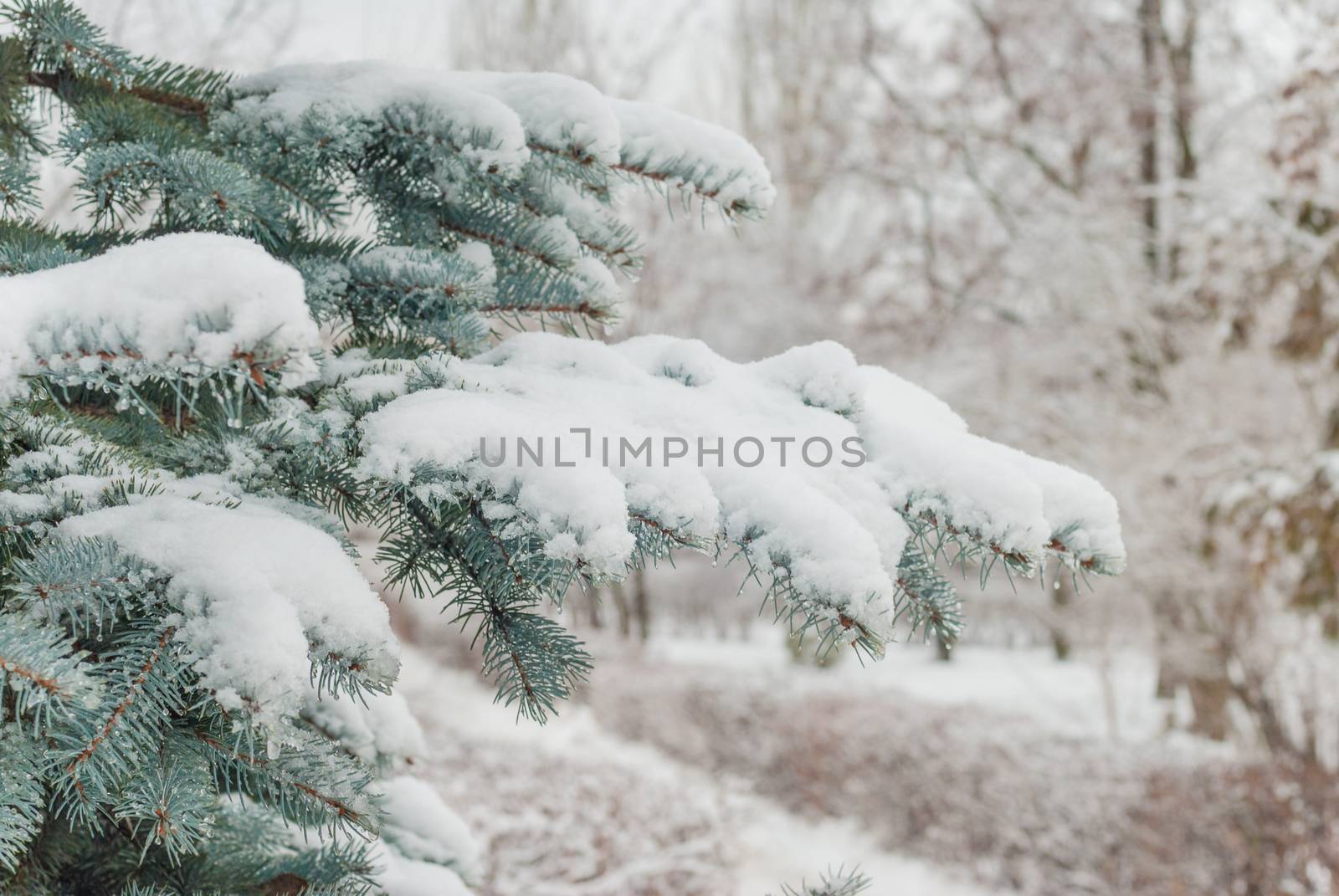 White snow on fir branches in winter park outdoors