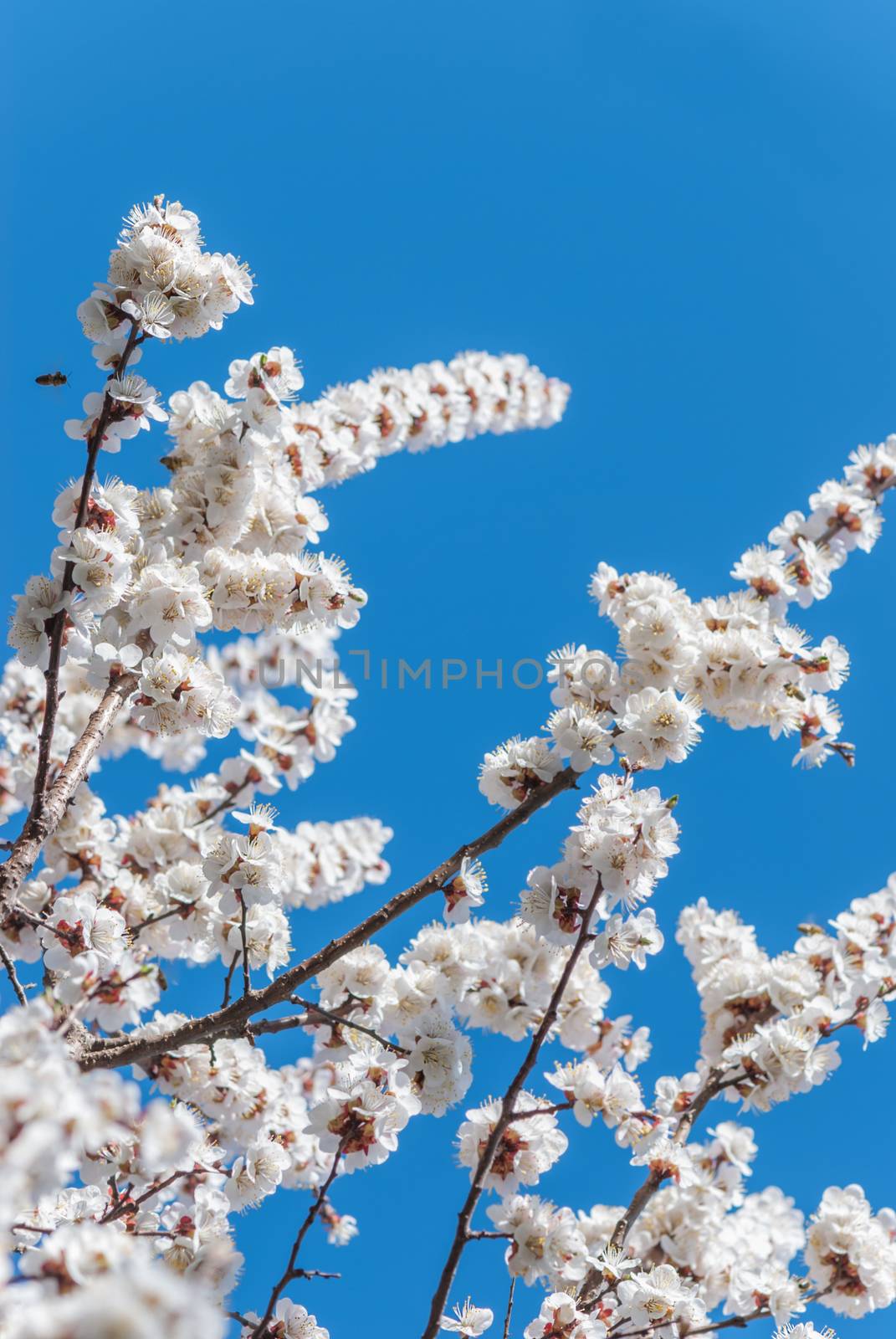 White cherry blossoms against the blue sky outdoors