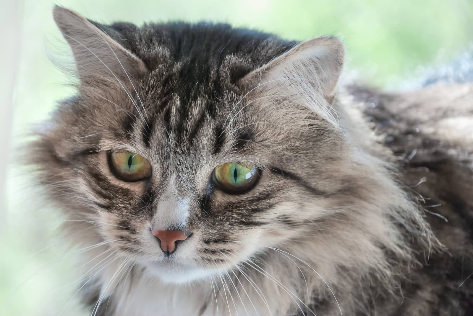 Portrait of the severe cat looks bleak close-up