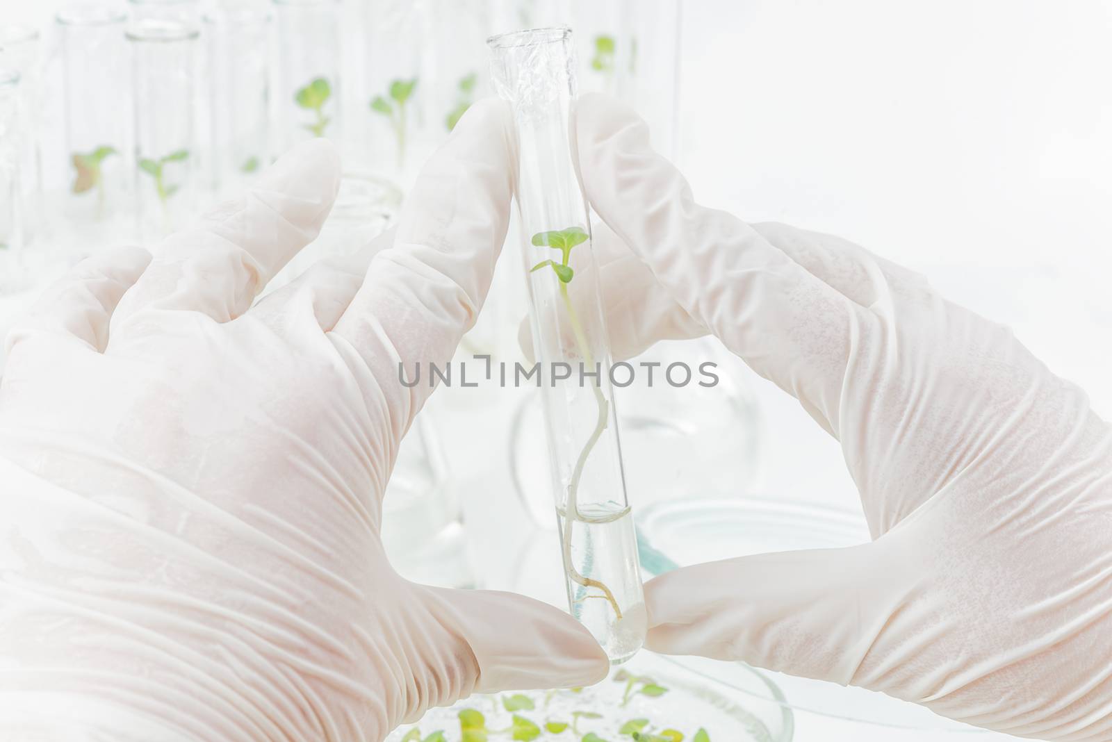 Two hands in rubber glove holding a test-tube with biological material closeup