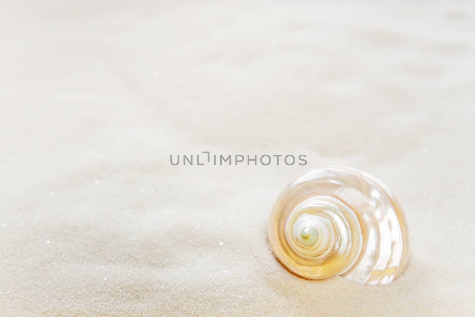 One pearl shell on the background of white sea sand