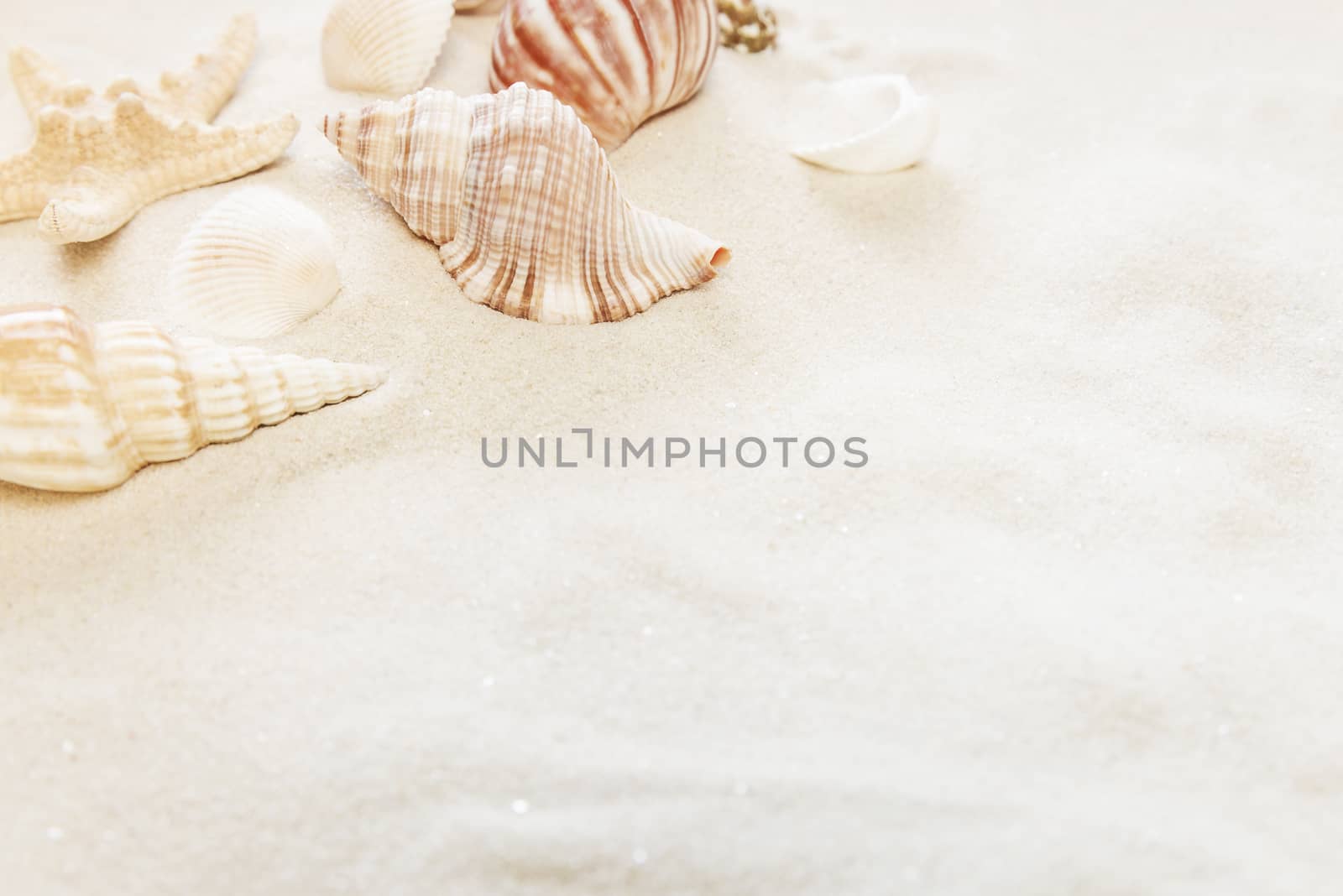 Several clams  on the background of sea sand