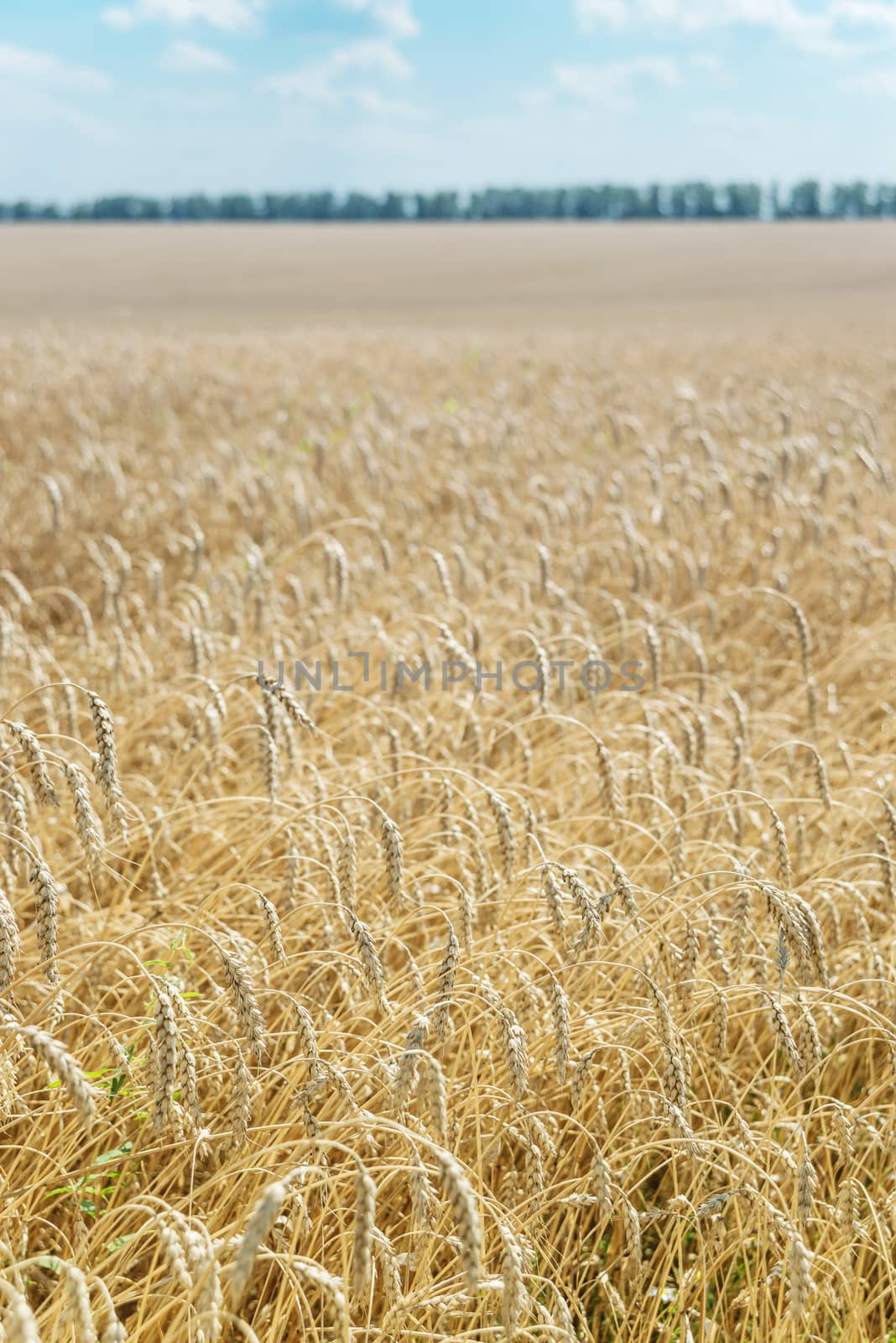 Beautiful rural landscape: a large field of ripe wheat and blue sky with white clouds; vertical photo