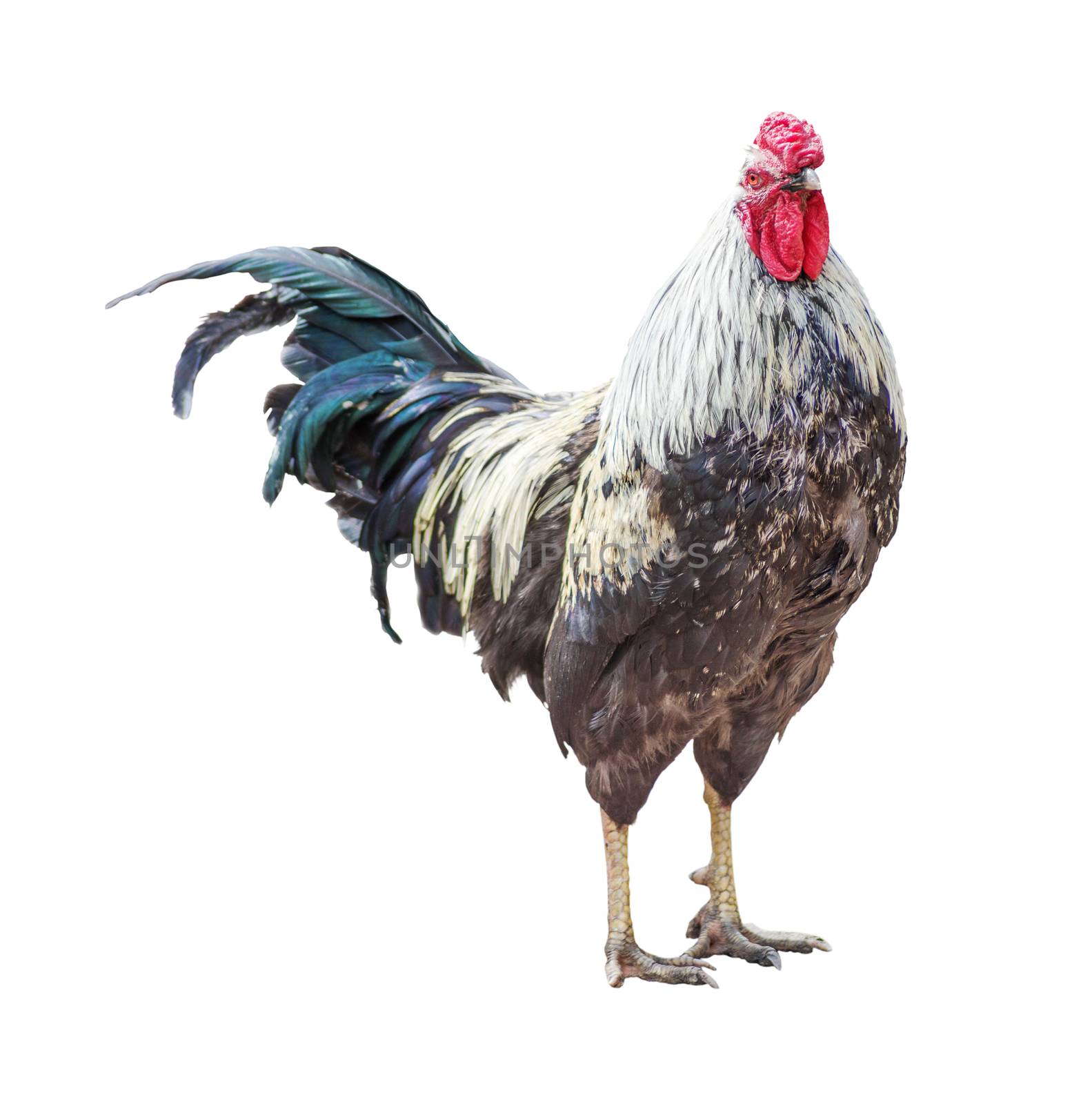 Beautiful Red Cap English cock breed standing and looking at the camera; isolated on white background