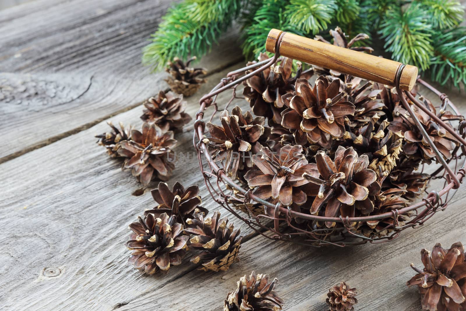 Christmas concept: full basket of pine cones and spruce branches on the background of old unpainted wooden boards