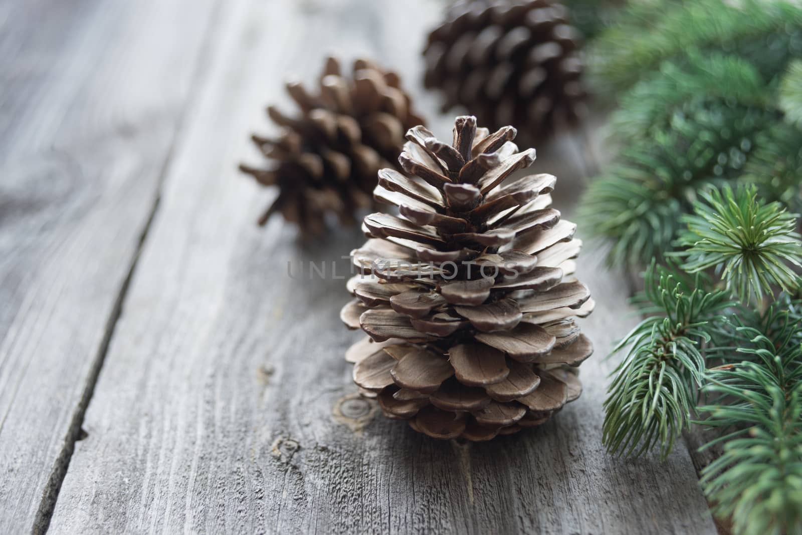 Christmas concept: pine cones and spruce branches on the background of old unpainted wooden boards