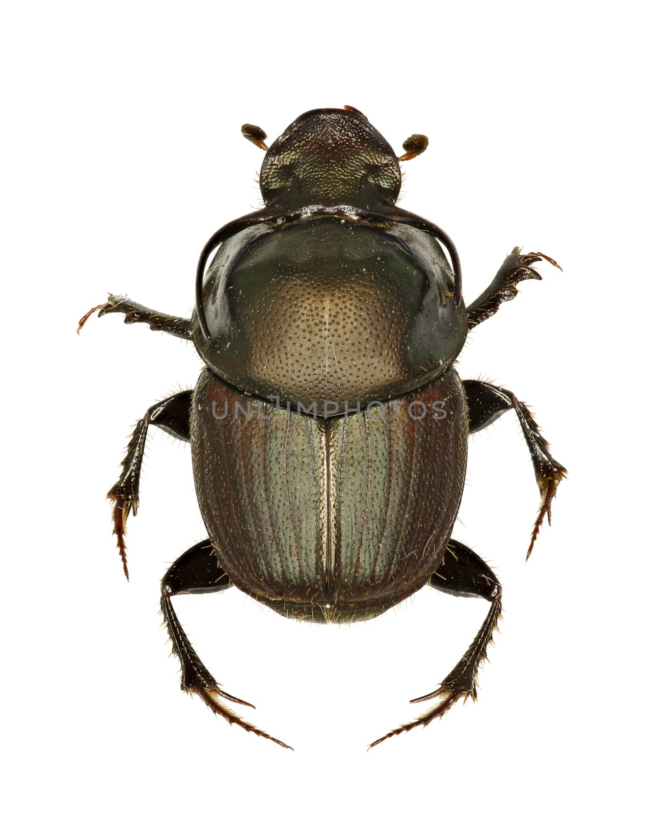 Dung Beetle Onthophagus on white Background  -  Onthophagus illyricus (Scopoli, 1763)