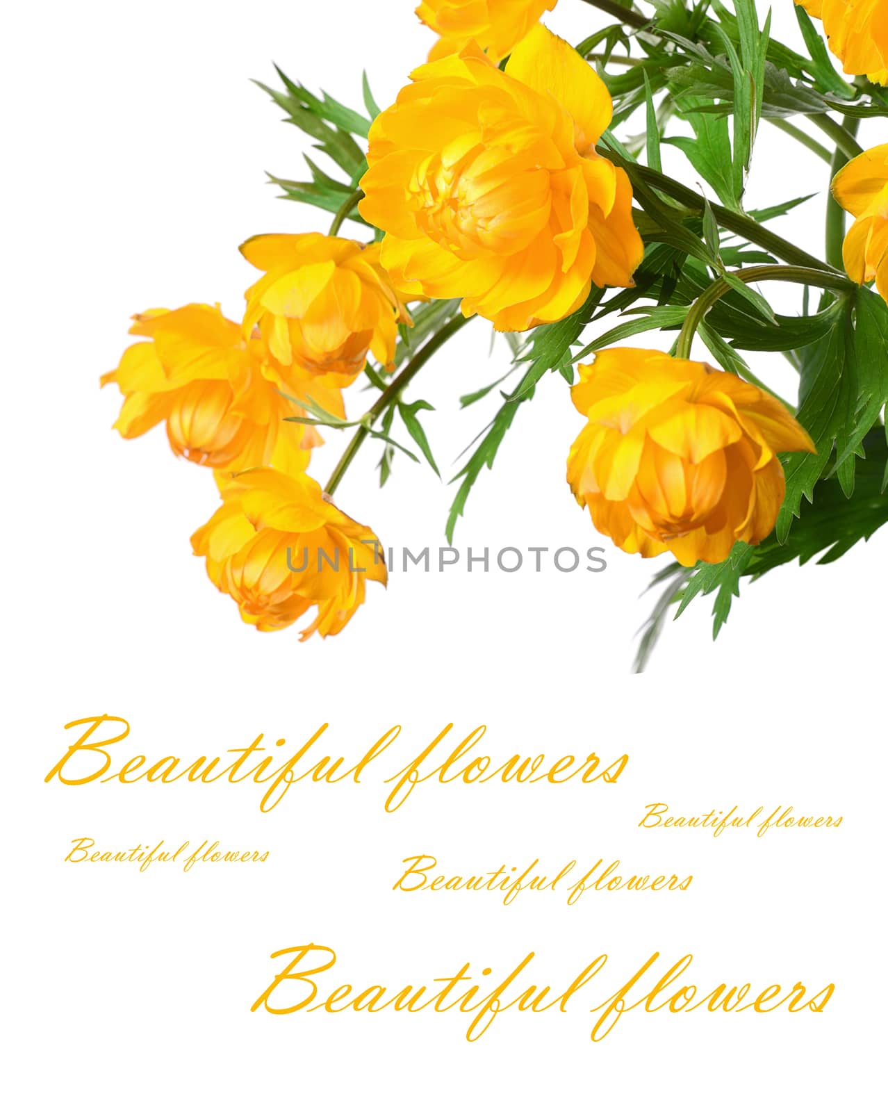Beautiful yellow flowers isolated on white background