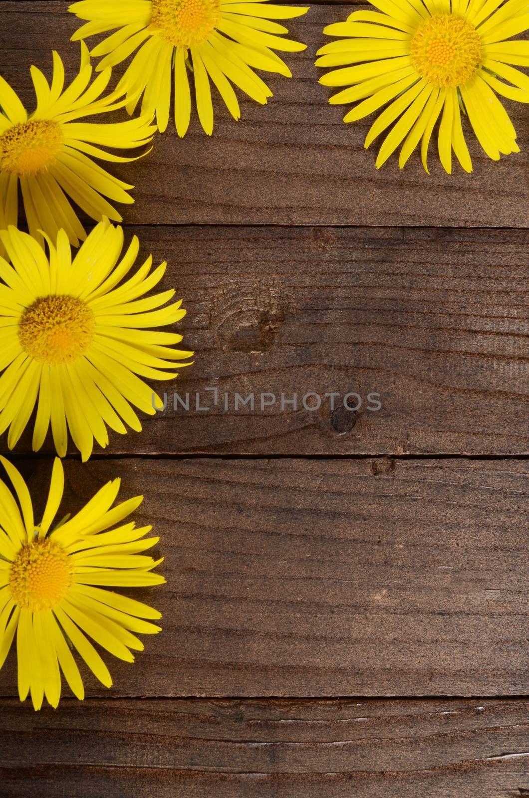 Yellow chamomile on wooden background by SvetaVo