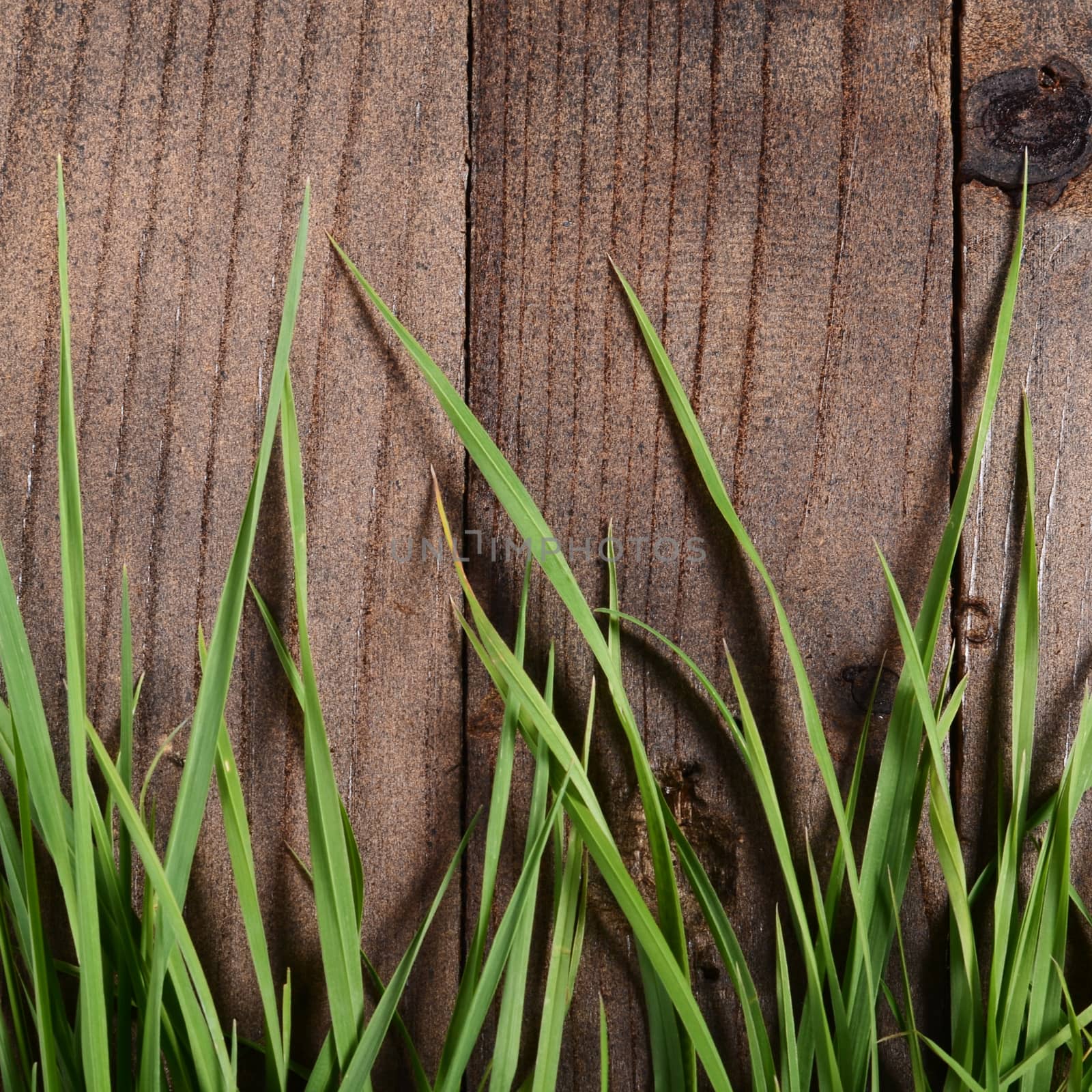 Green grass on wooden background by SvetaVo