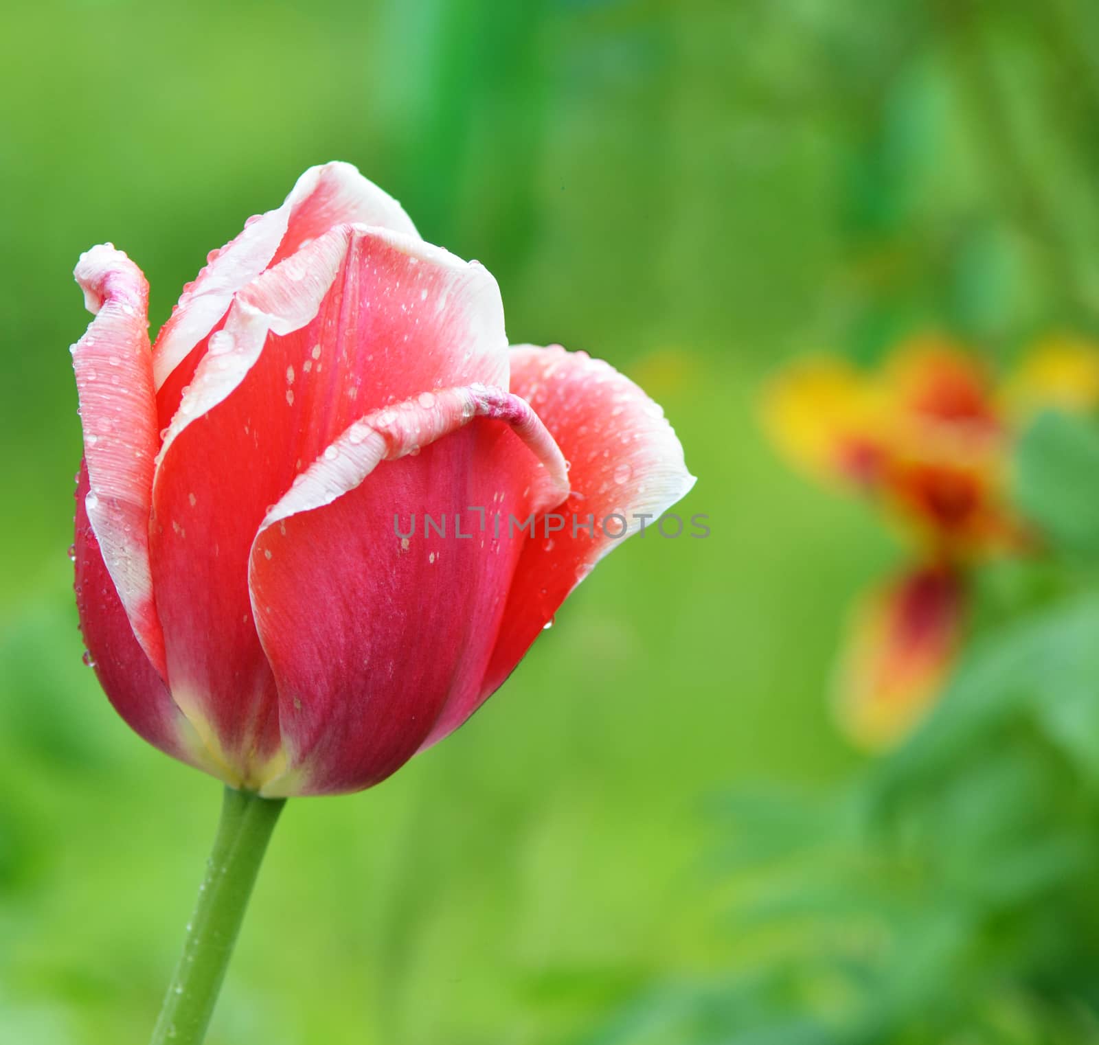 Beautiful red tulip on a green background