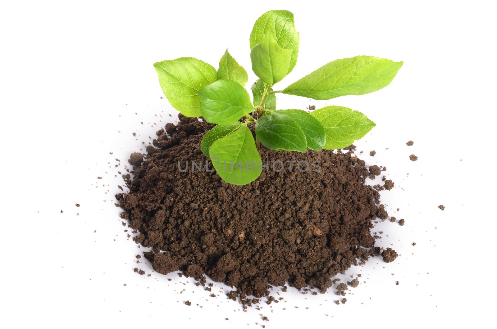 Plant growing in soil isolated on white