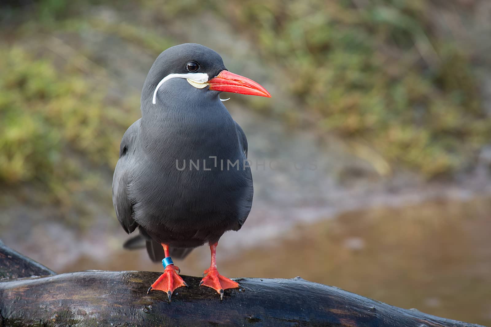 A full portrait of an inca tern standing on a log with a pool in the background and space for text