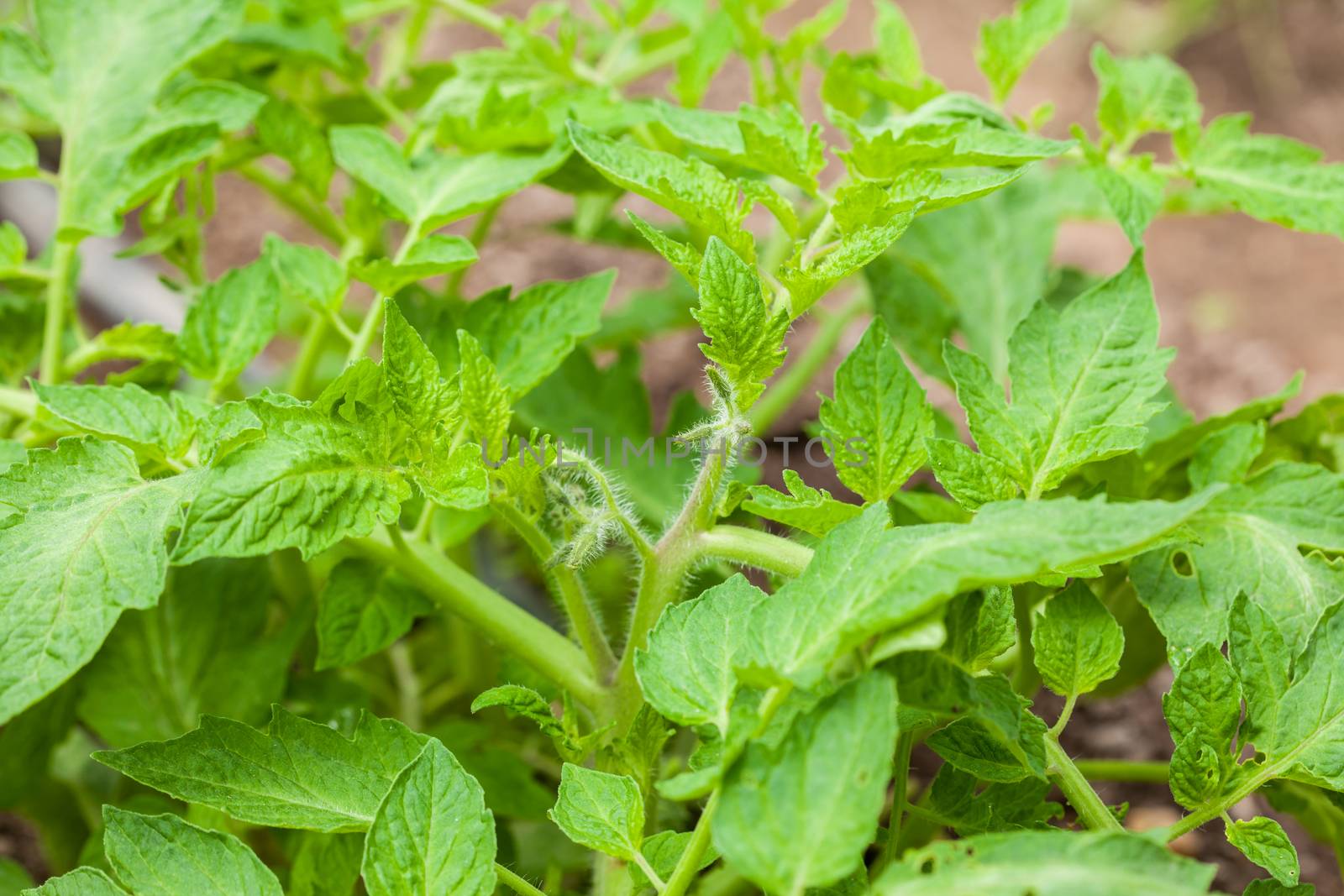 Tomato ( Lycopersicon esculentum) at cultivation field