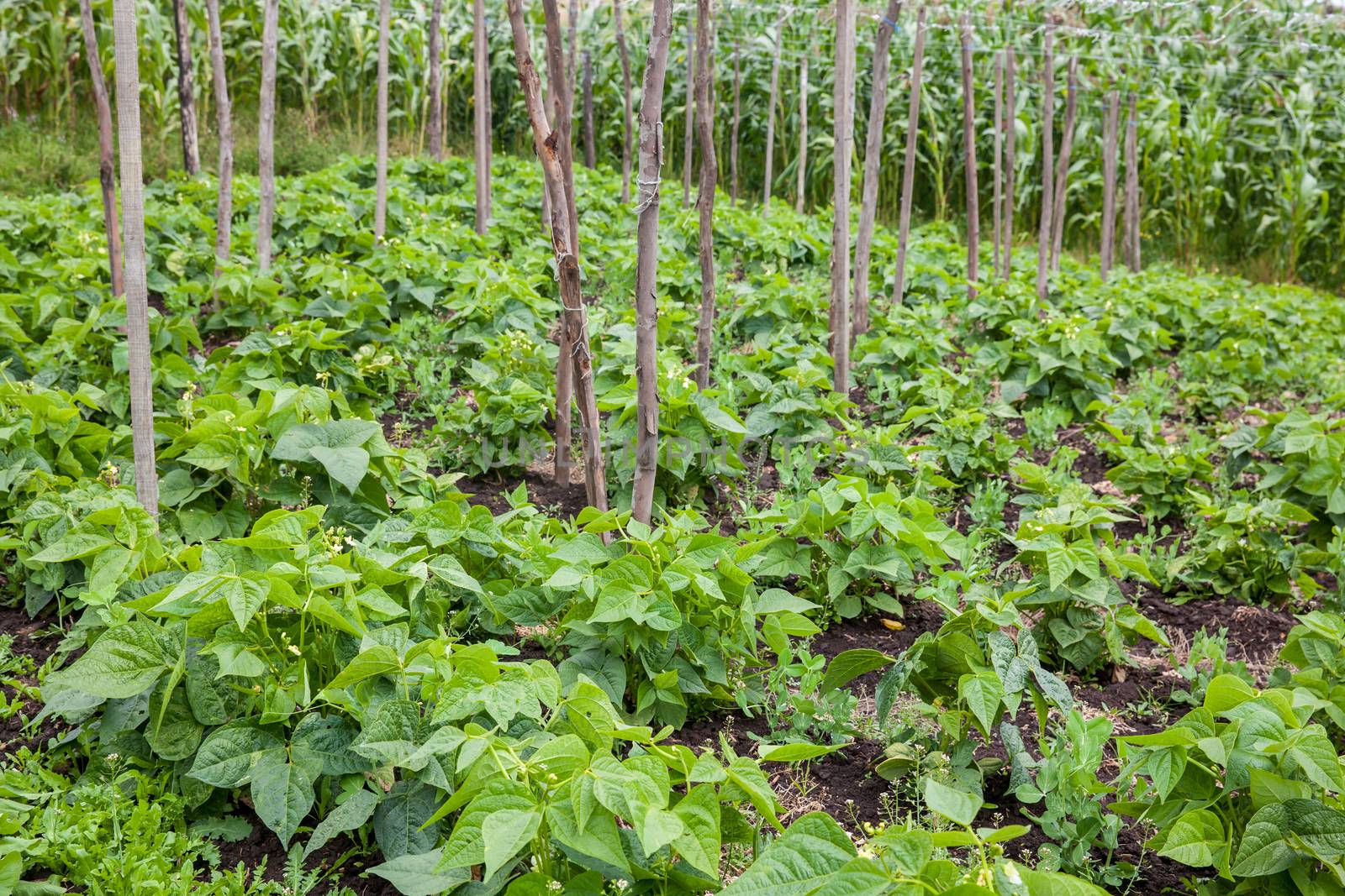 Common bean plant (Phaseolus vulgaris) at cultivation field