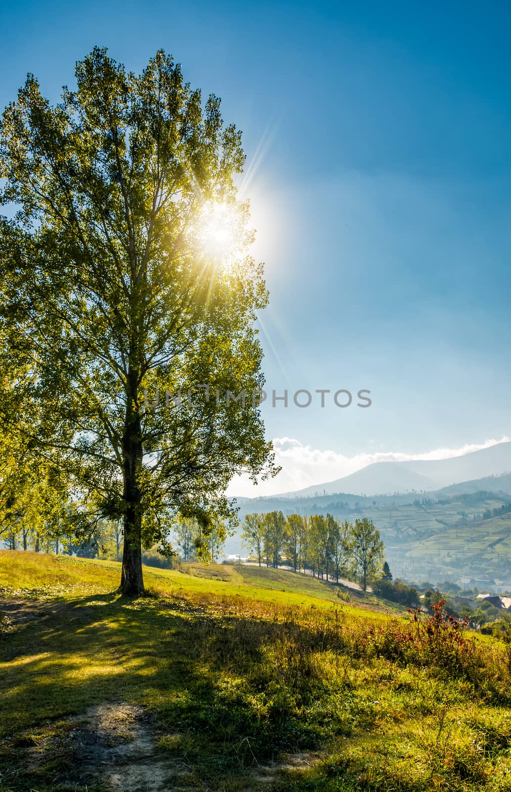 range of poplar trees by the road on hillside by Pellinni