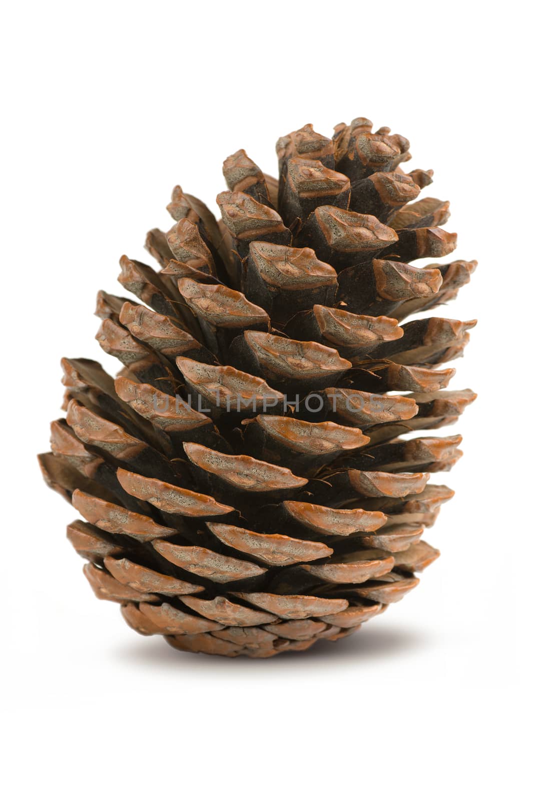 Conifer cone by Axelpic