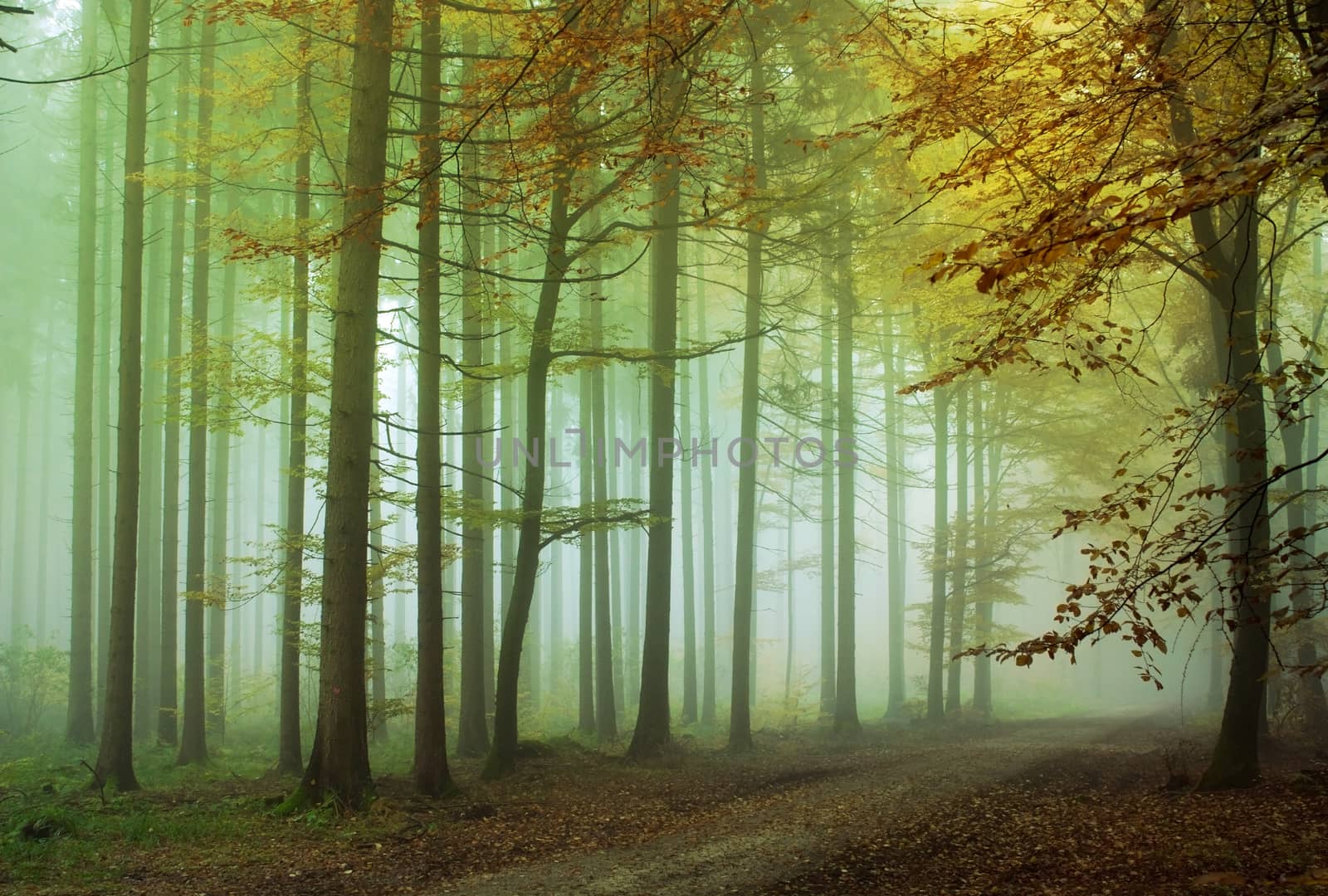 A lonely path in a foggy forest.