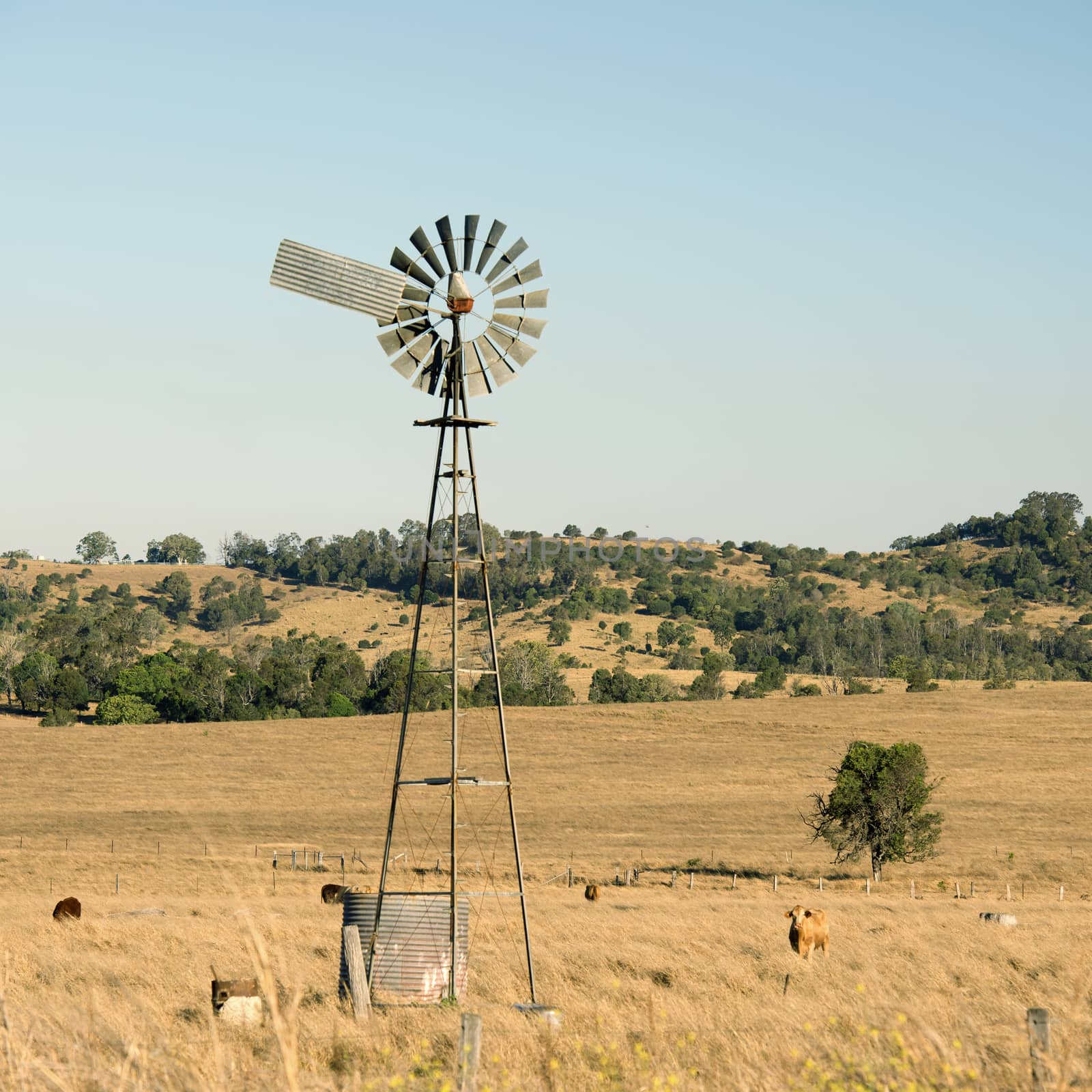 Cows and a windmill in the countryside in Queensland.