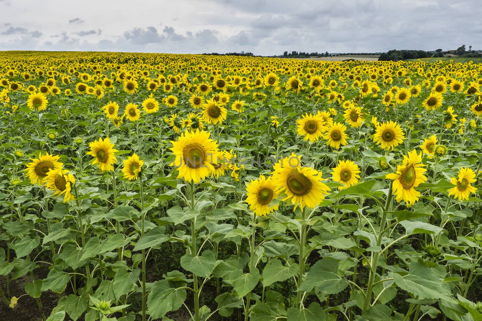 Field of sunflowers in full bloom by AlessandroZocc