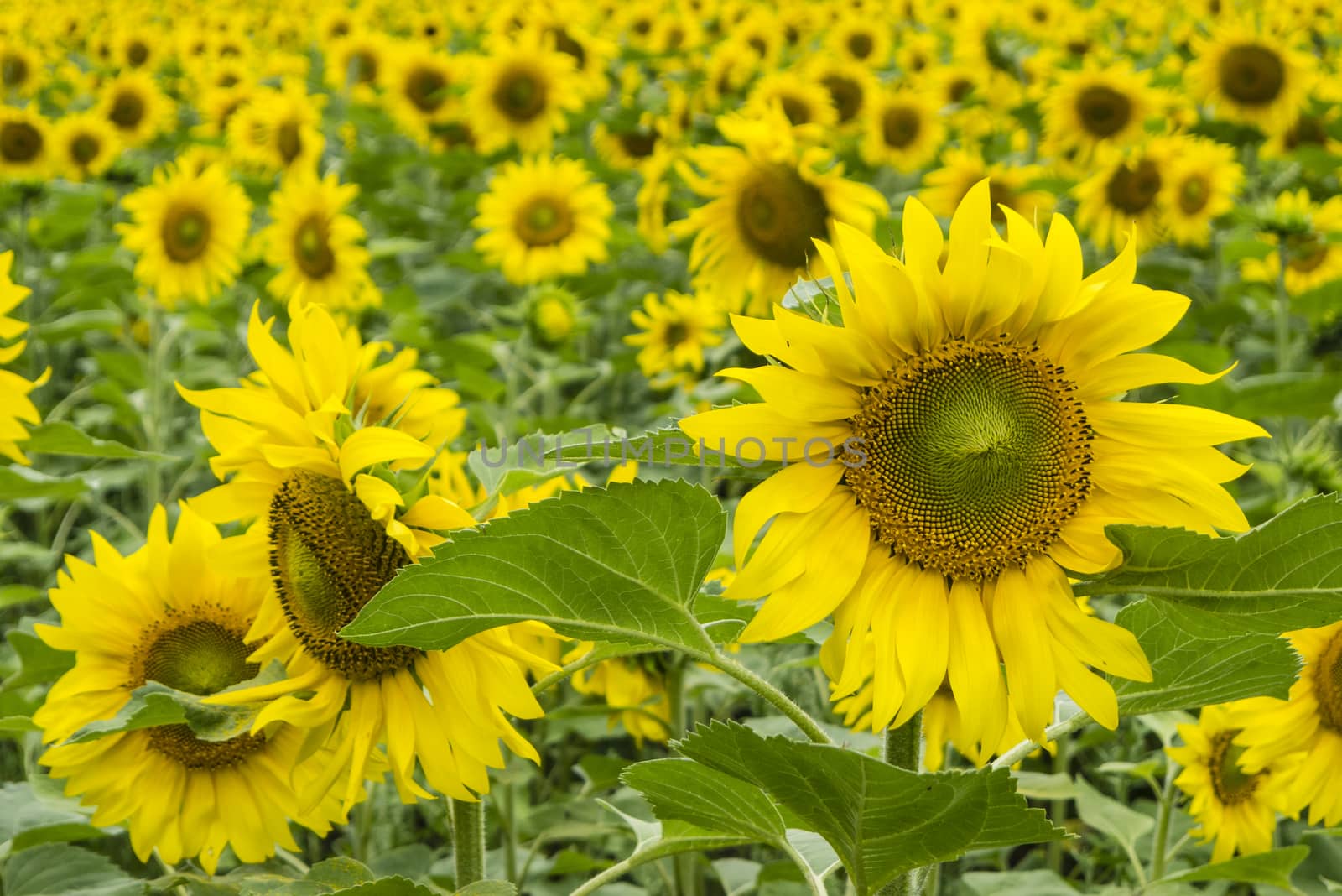 Field of sunflowers in full bloom by AlessandroZocc