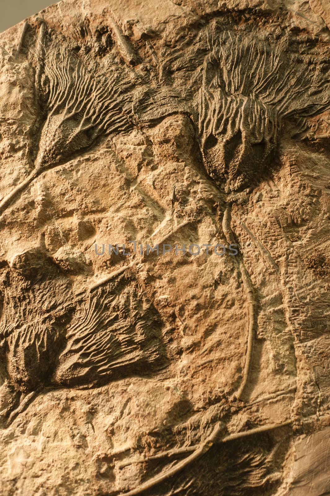 Section of ancient rock with fossilized sea crinoids.