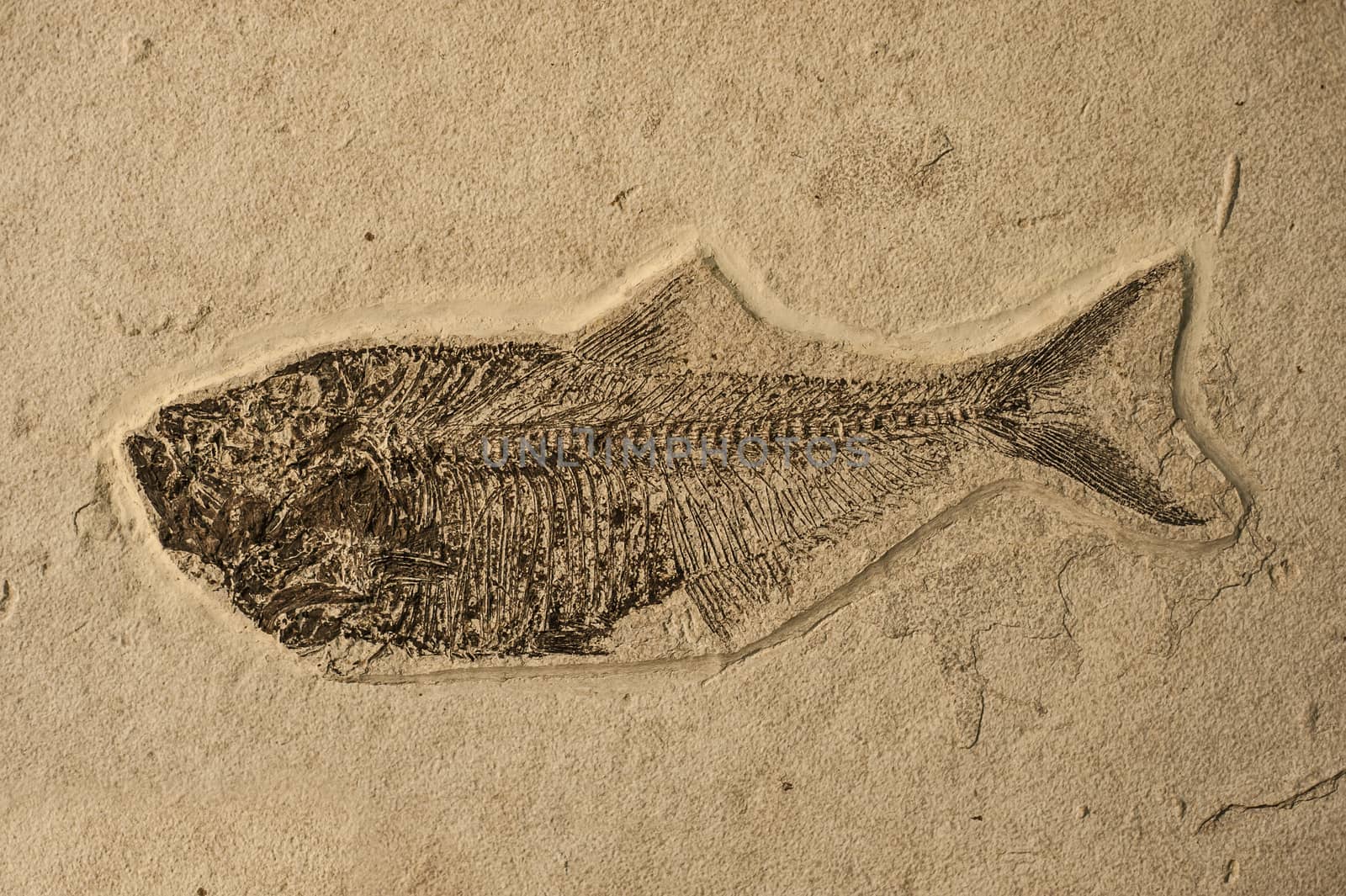 Prehistoric sea fish fossilized in a sand stone.