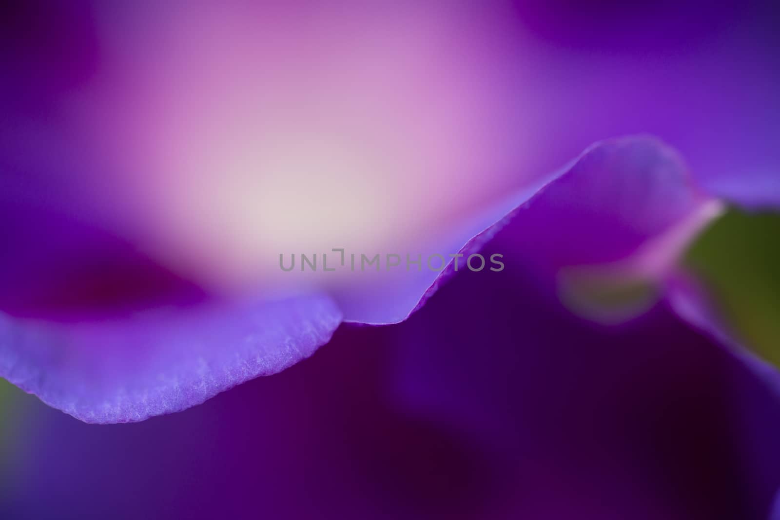 Detail of Convolvulus flower petal, bindweed, morning glory.