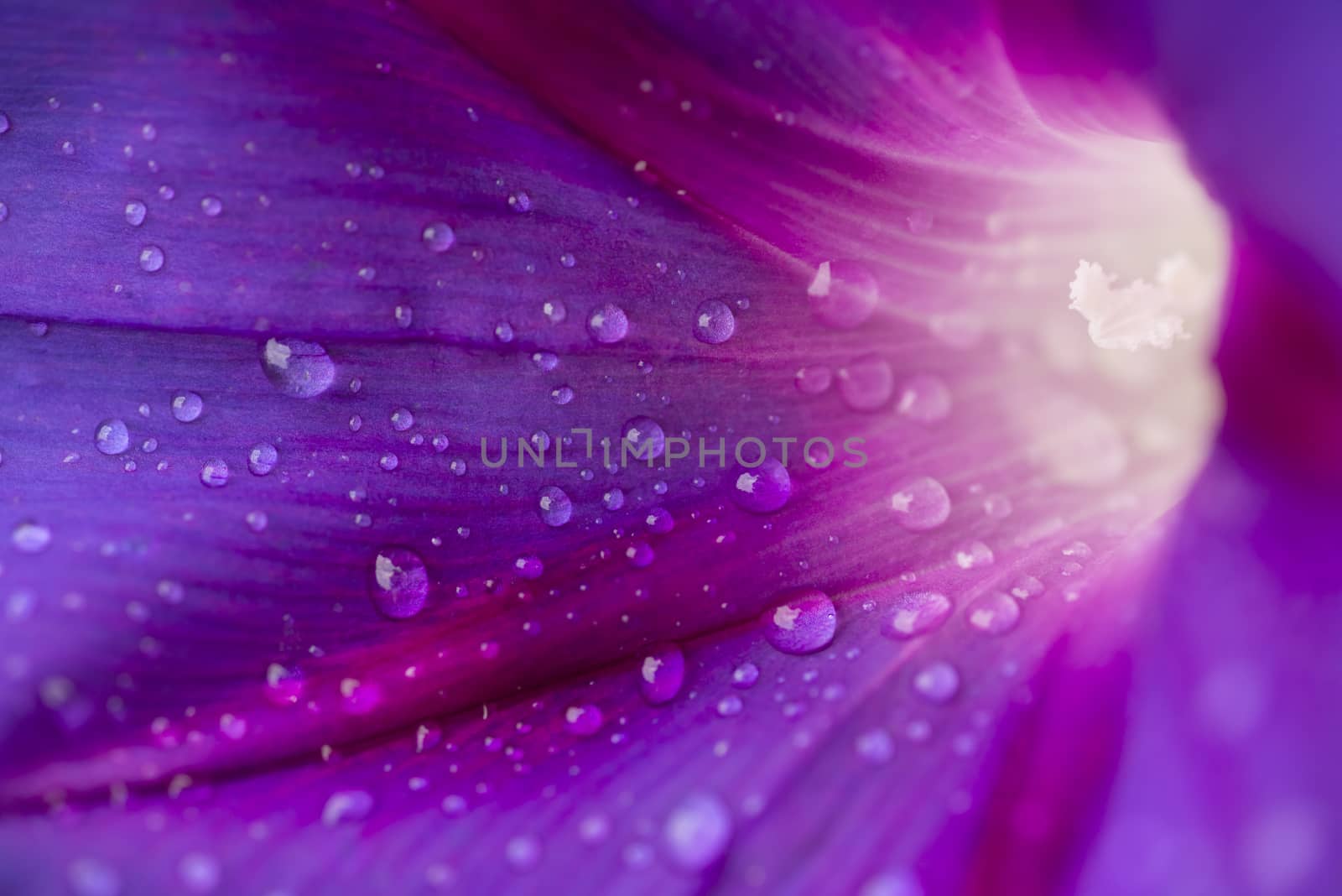 Detail of Convolvulus flower with pollen granes and water drops, bindweed, morning glory.