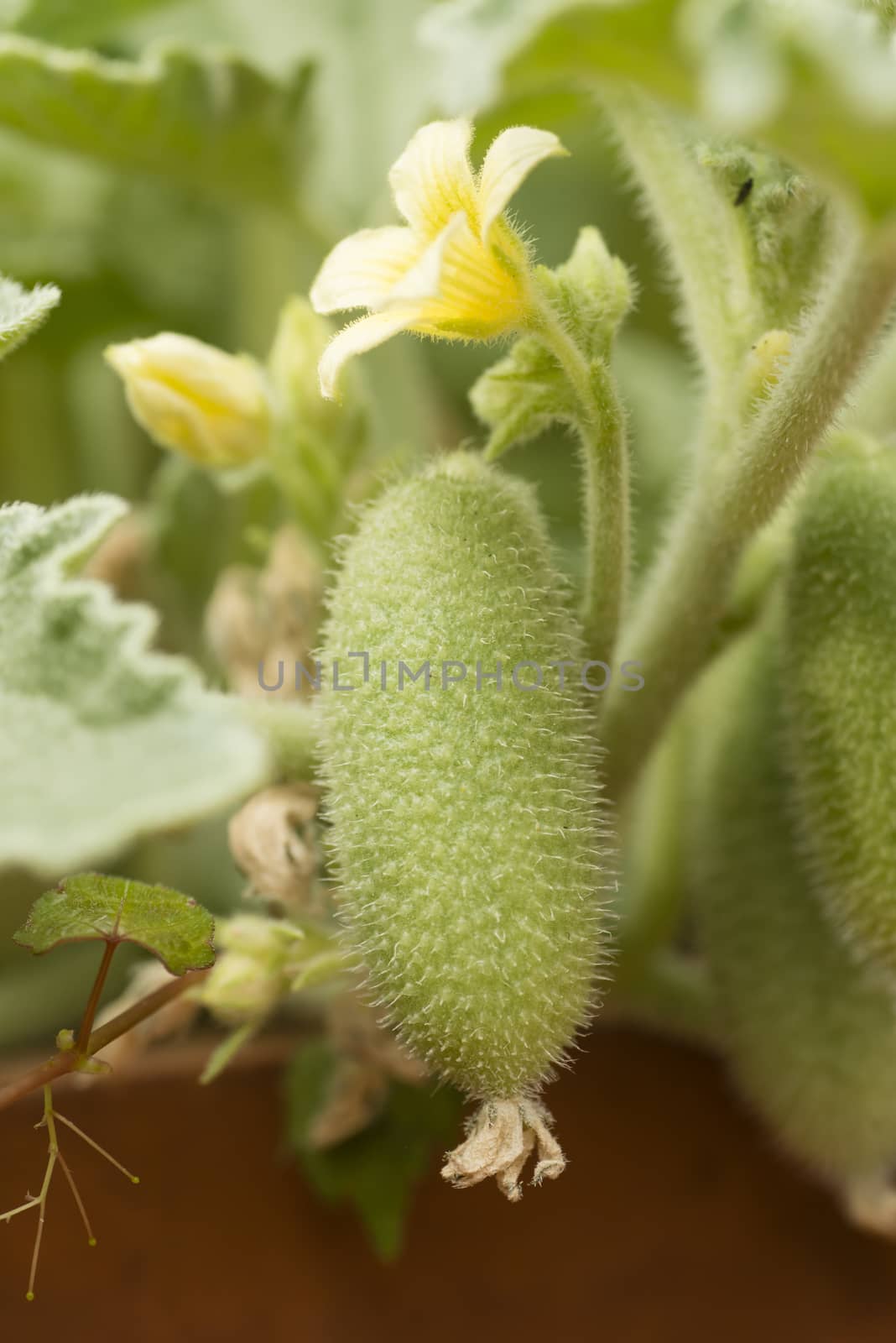 Flower and fruit of squirting cucumber or exploding cucumber, Ecballium elaterium.