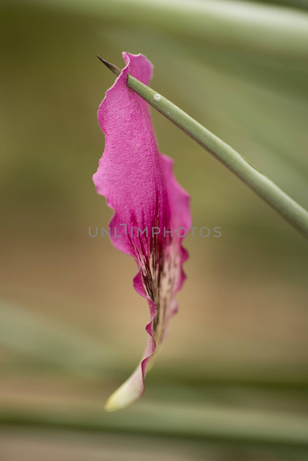 Pierced pink petal. by AlessandroZocc