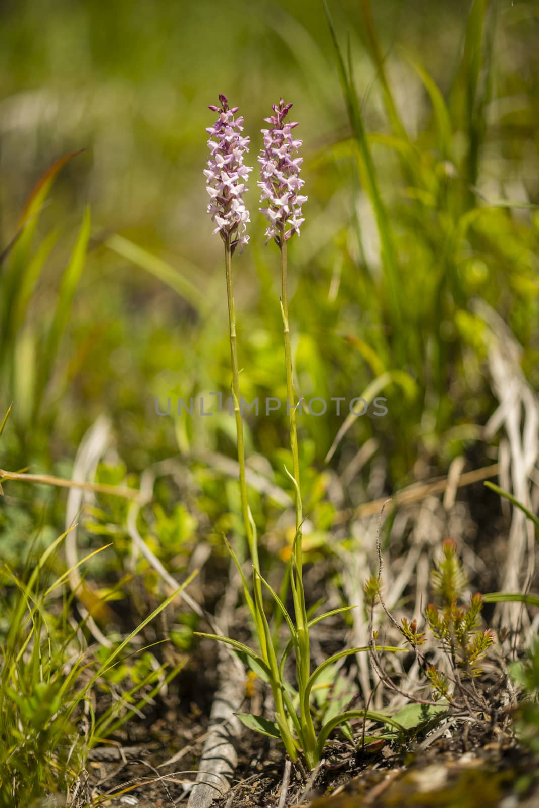 Close up of wild orchid of the Alps mountains