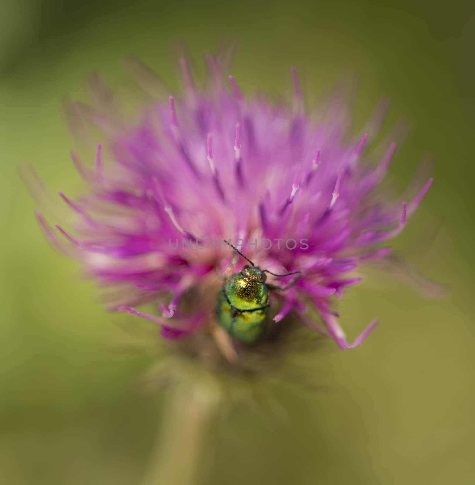 Bright green jewel coleopteron insect on pink clover flower