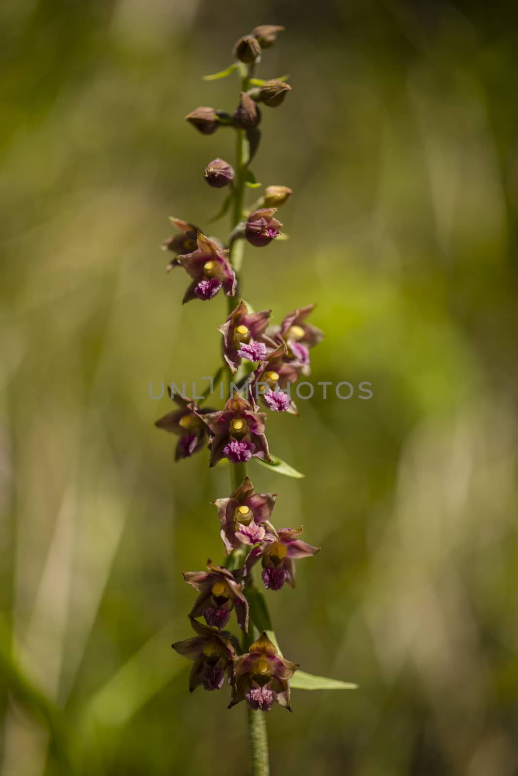 Close up of wild orchid of the Alps mountains