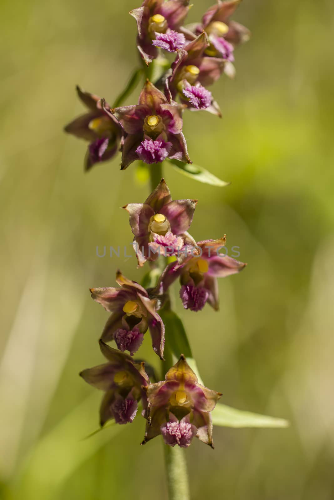 Wild orchid of the Alps mountains by AlessandroZocc