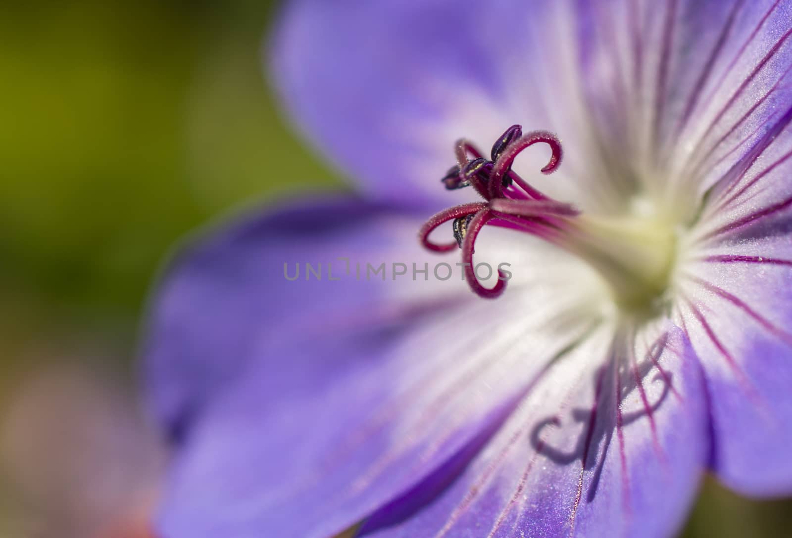 Purple geranium flower close up under the sun.