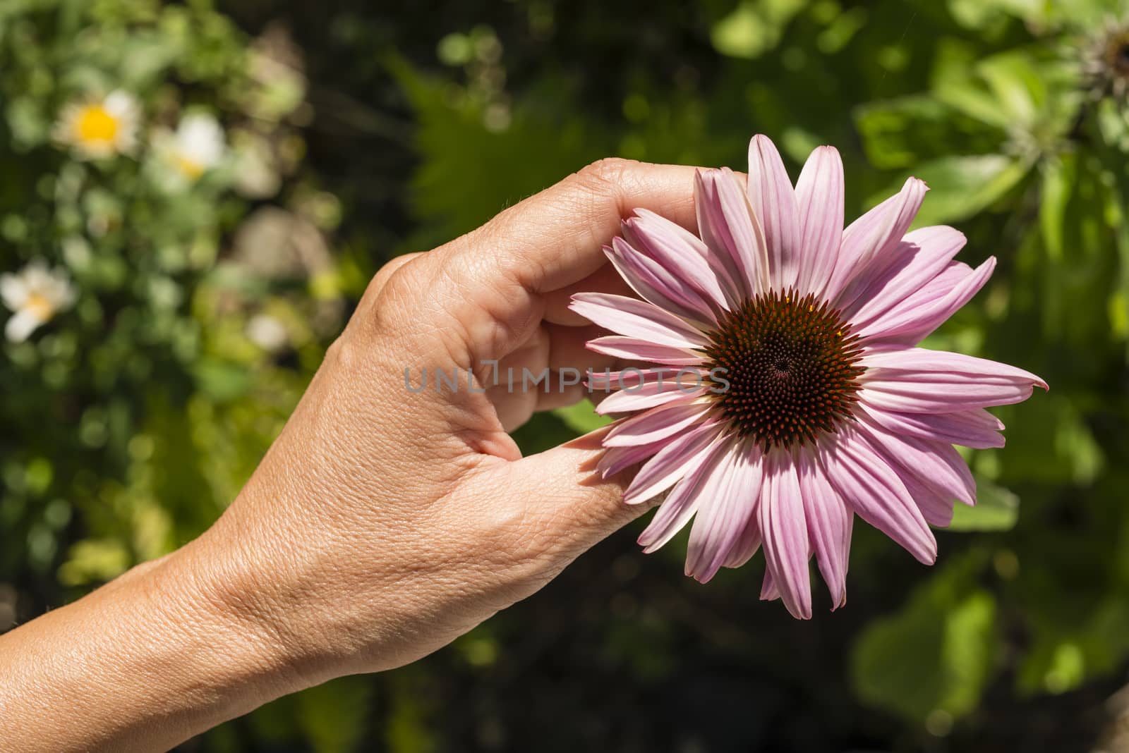 Woman hand holding a pink daisy flower.