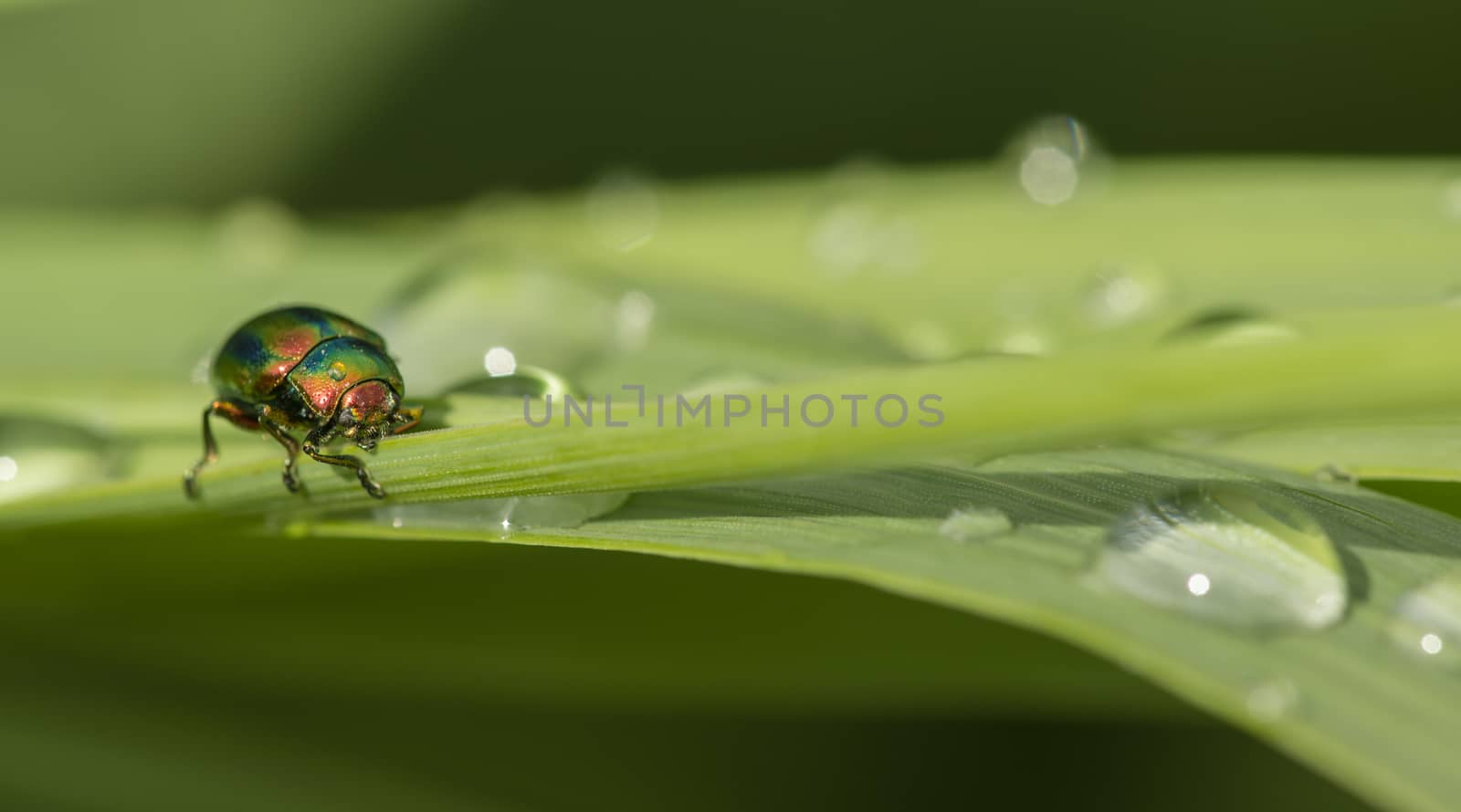 Jewel bug on blades of grass with dew drops. by AlessandroZocc