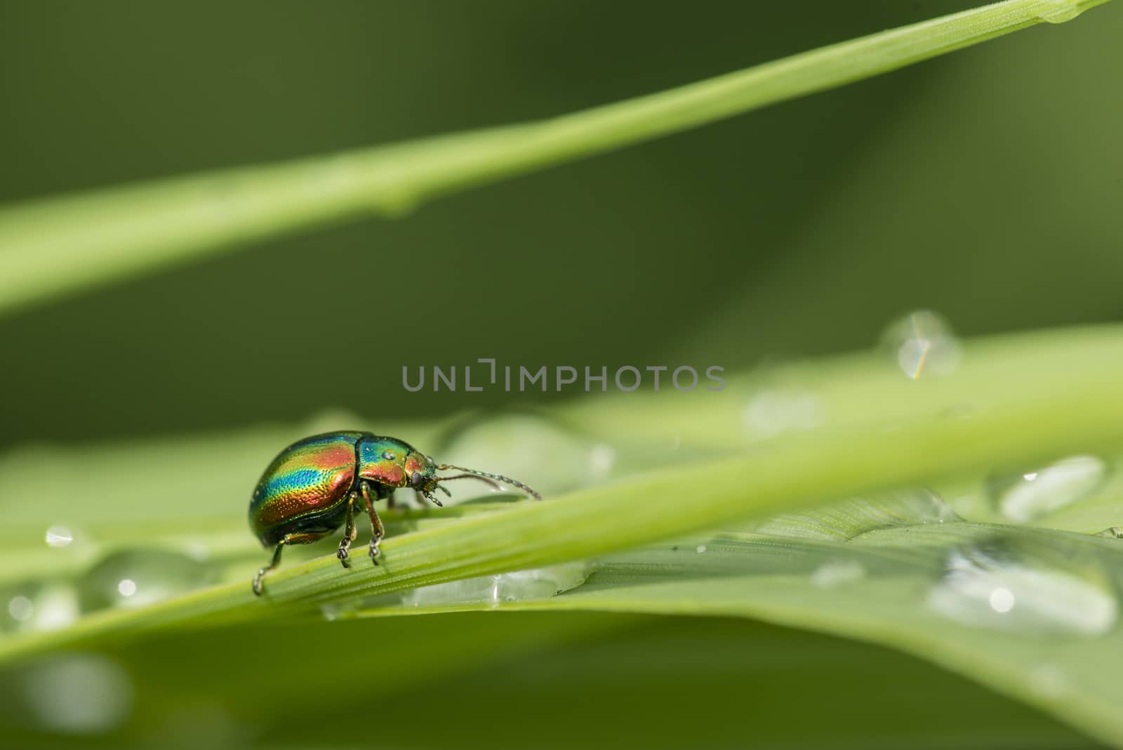 Jewel coleopteron insect bug on blades of grass with dew drops.