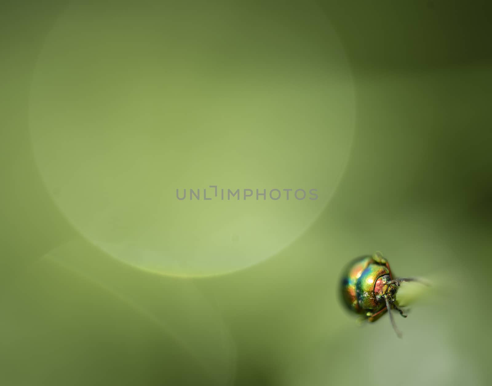 Jewel bug on blades of grass with dew drops. by AlessandroZocc