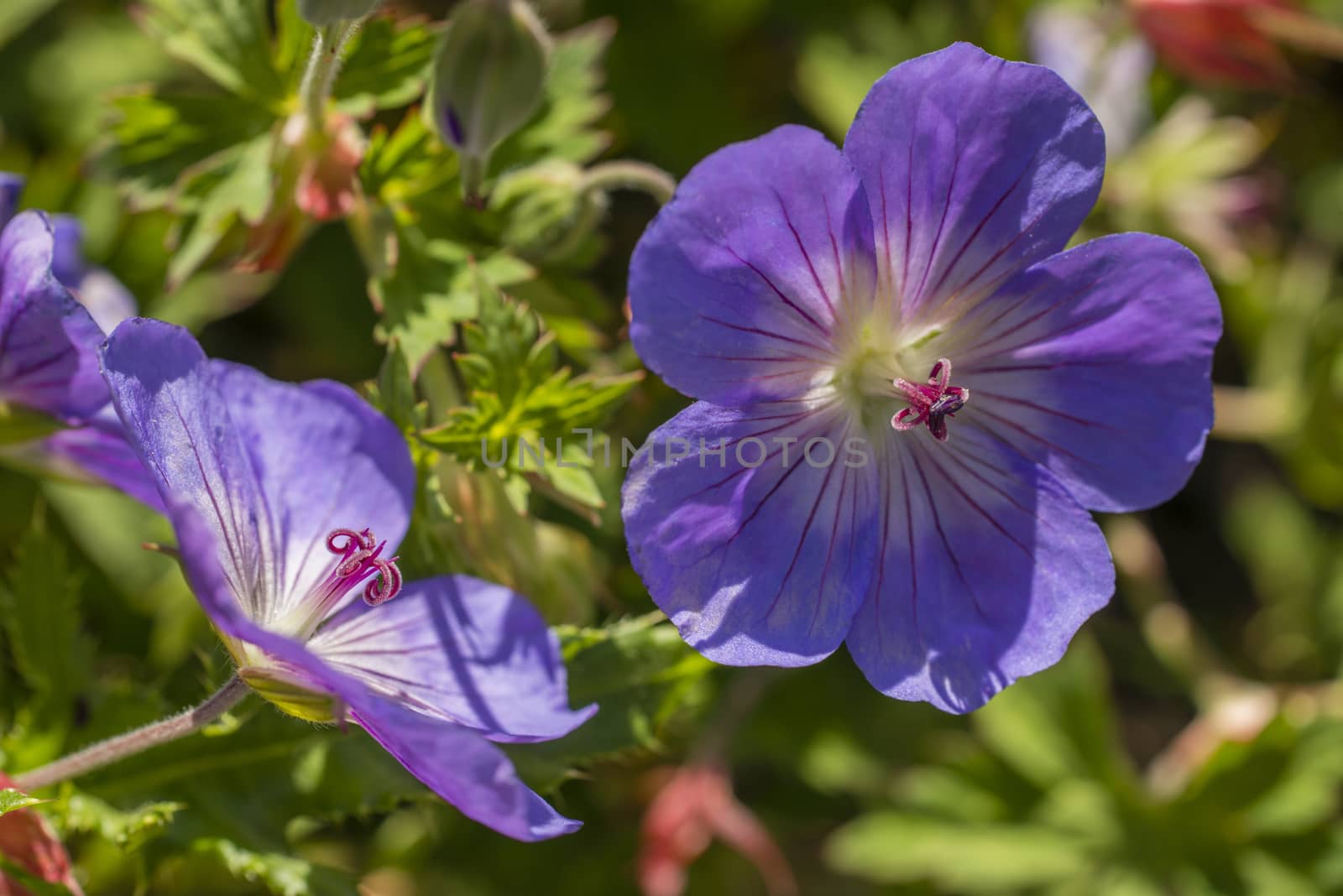 Purple geranium flower close up  by AlessandroZocc