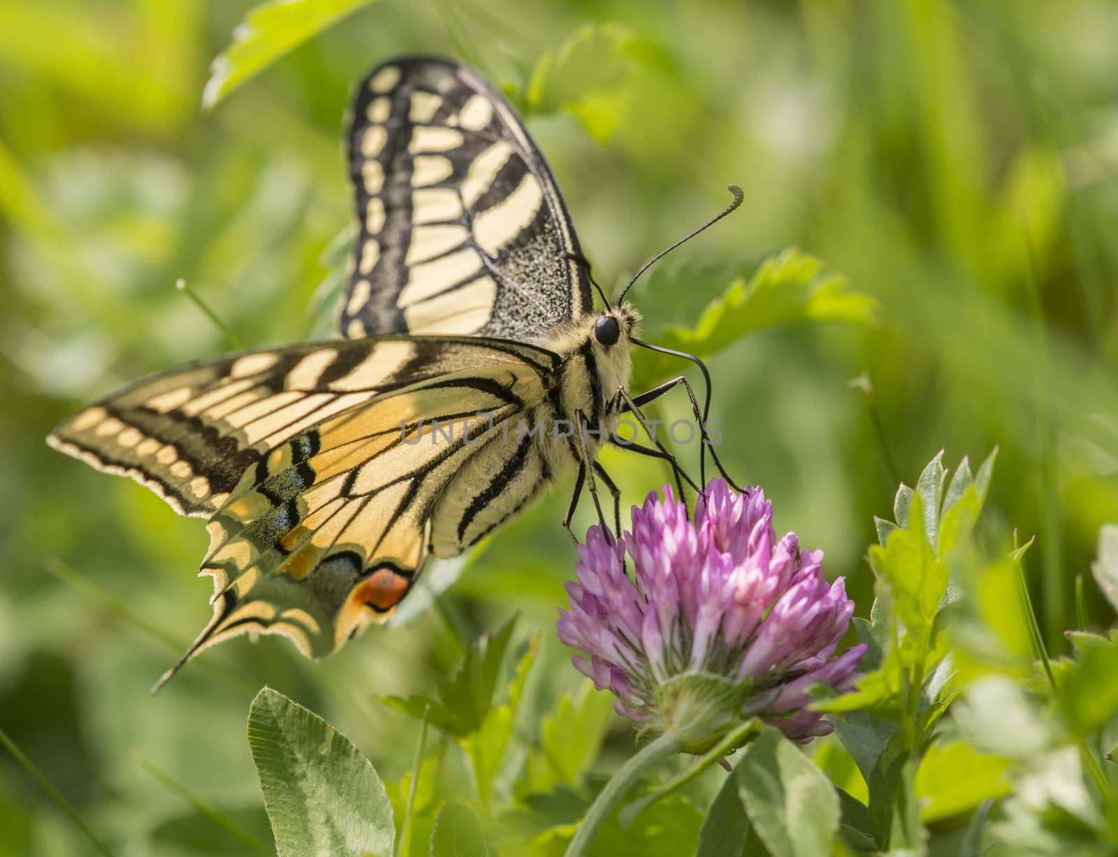 Swallowtail butterfly on pink clover flower  by AlessandroZocc