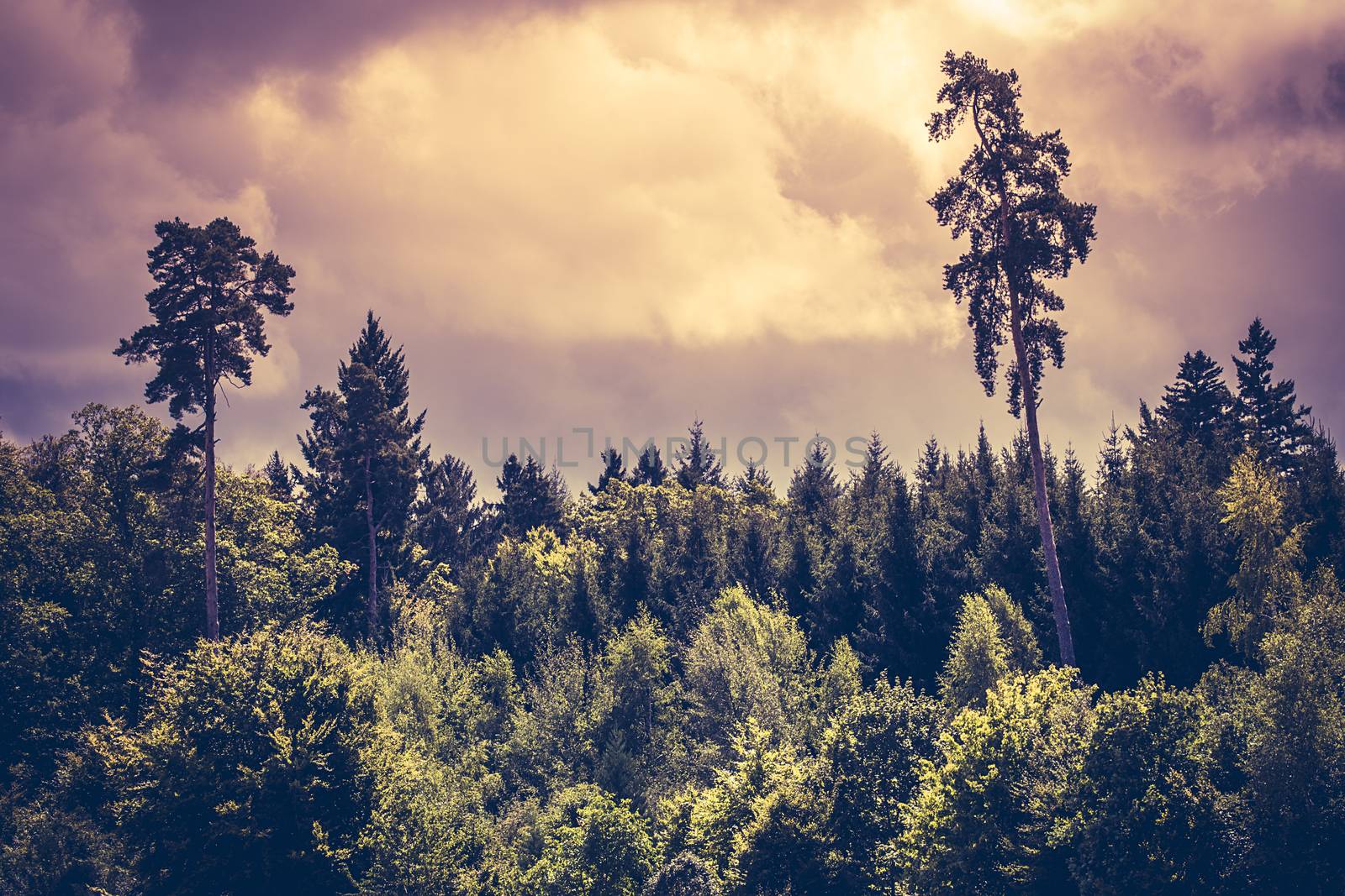 Photo of a moody sky over a thick forest in the early evening.
