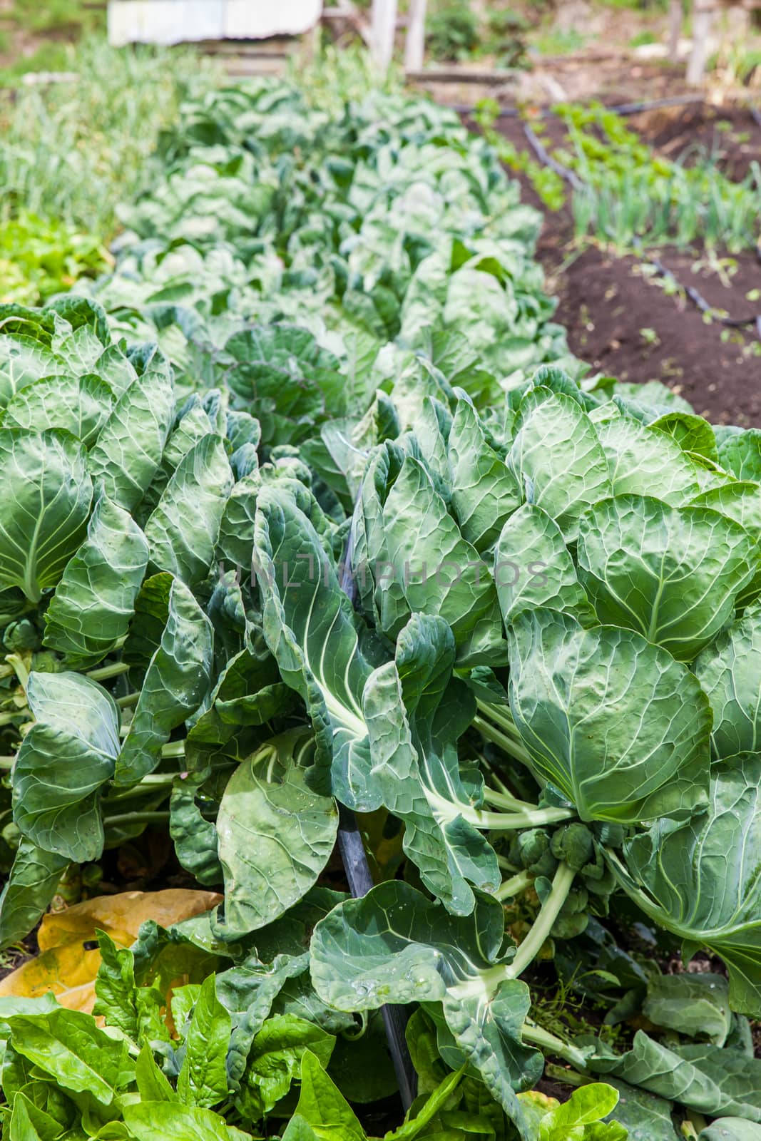 Brussels sprouts plant (Brassica oleracea) at cultivation field