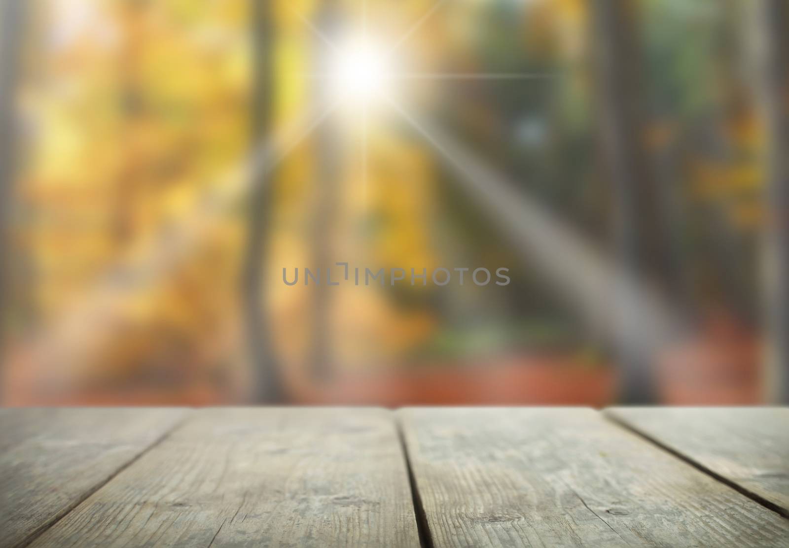 Autumn forest with sunshine overlooking wooden table  