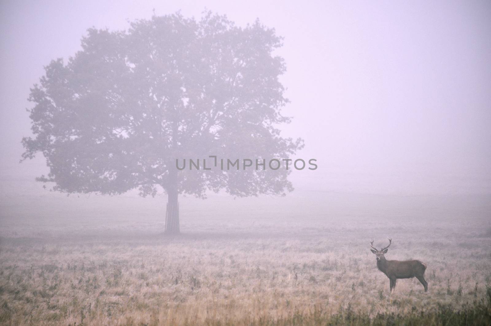 Autumn deer stag in the park early morning